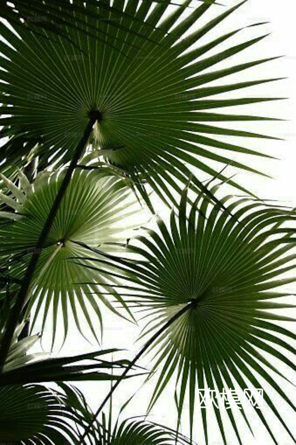 植物装饰画下载