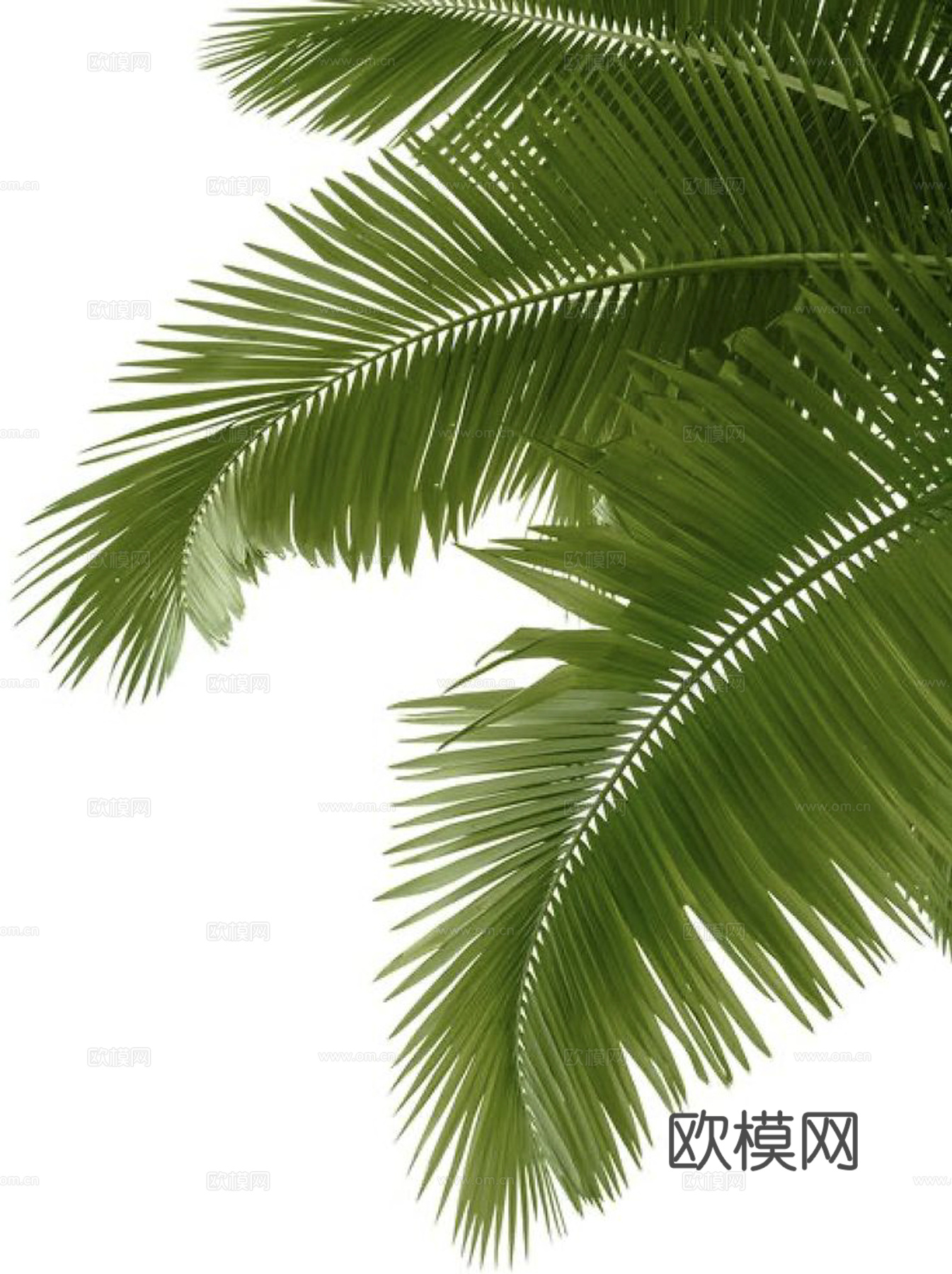 植物装饰画下载