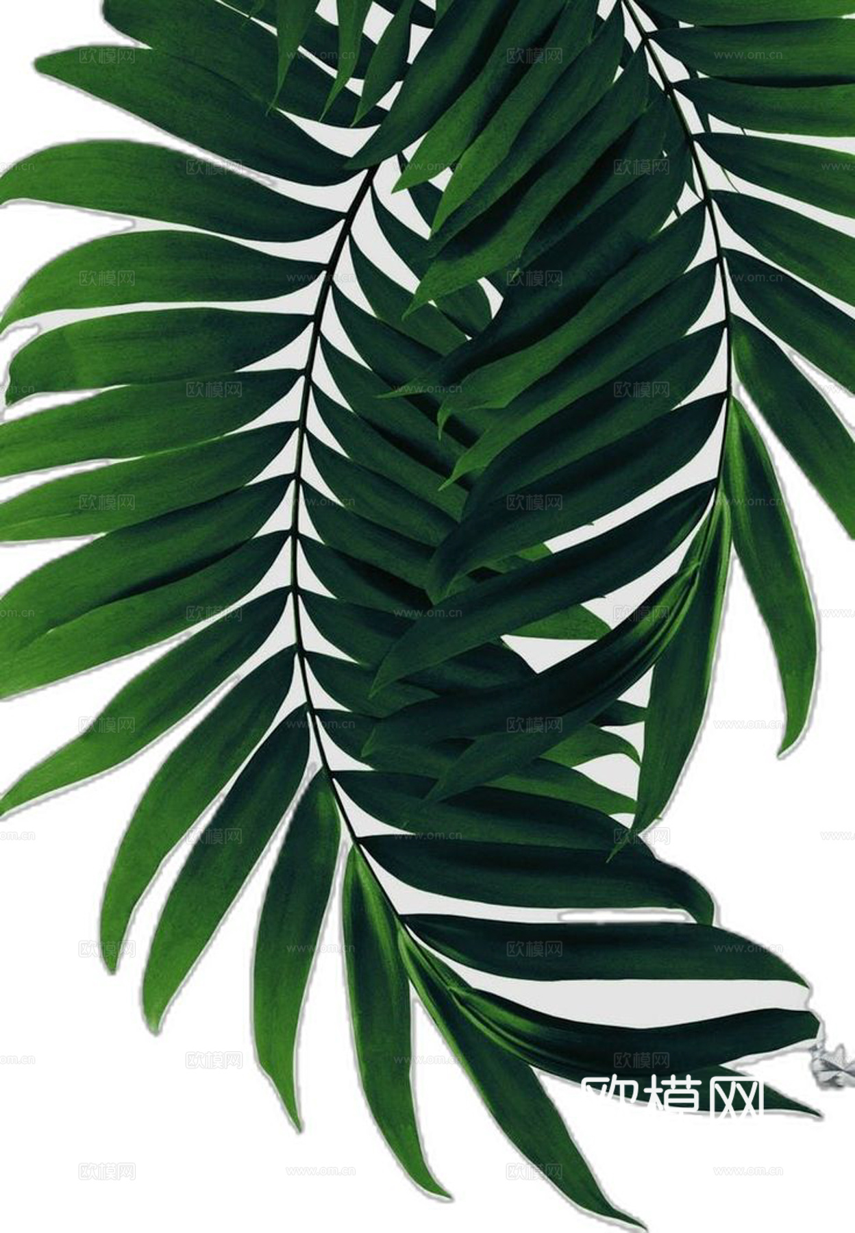 植物装饰画