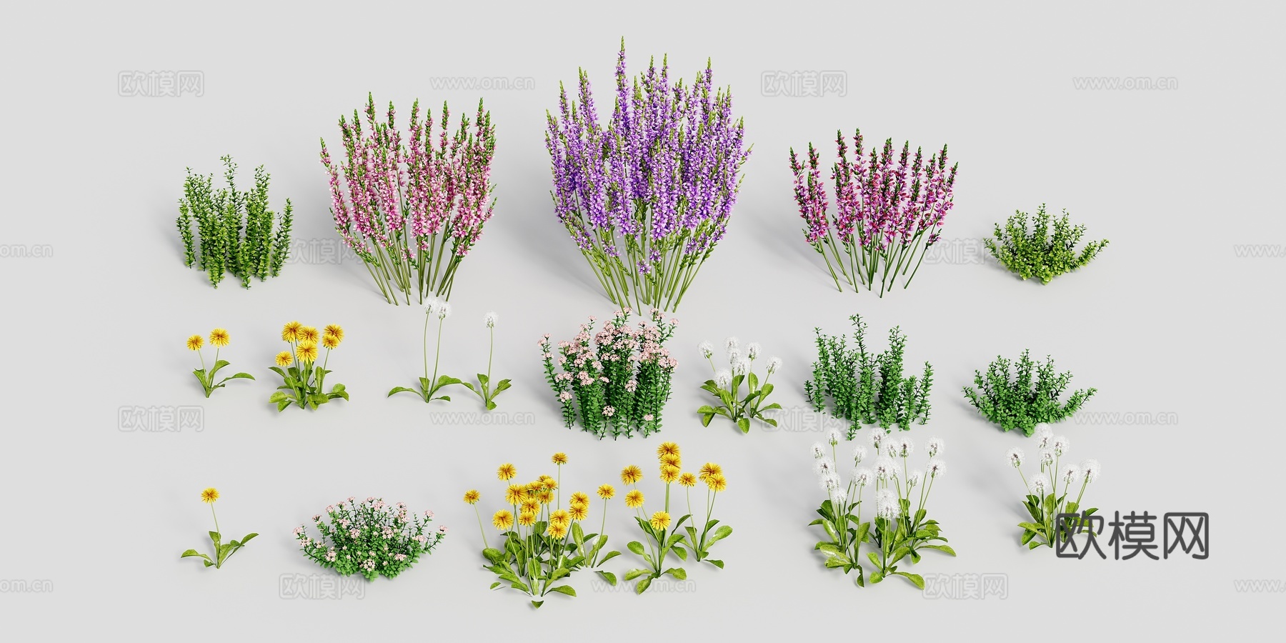 超好看花薰衣草蒲公英3d模型
