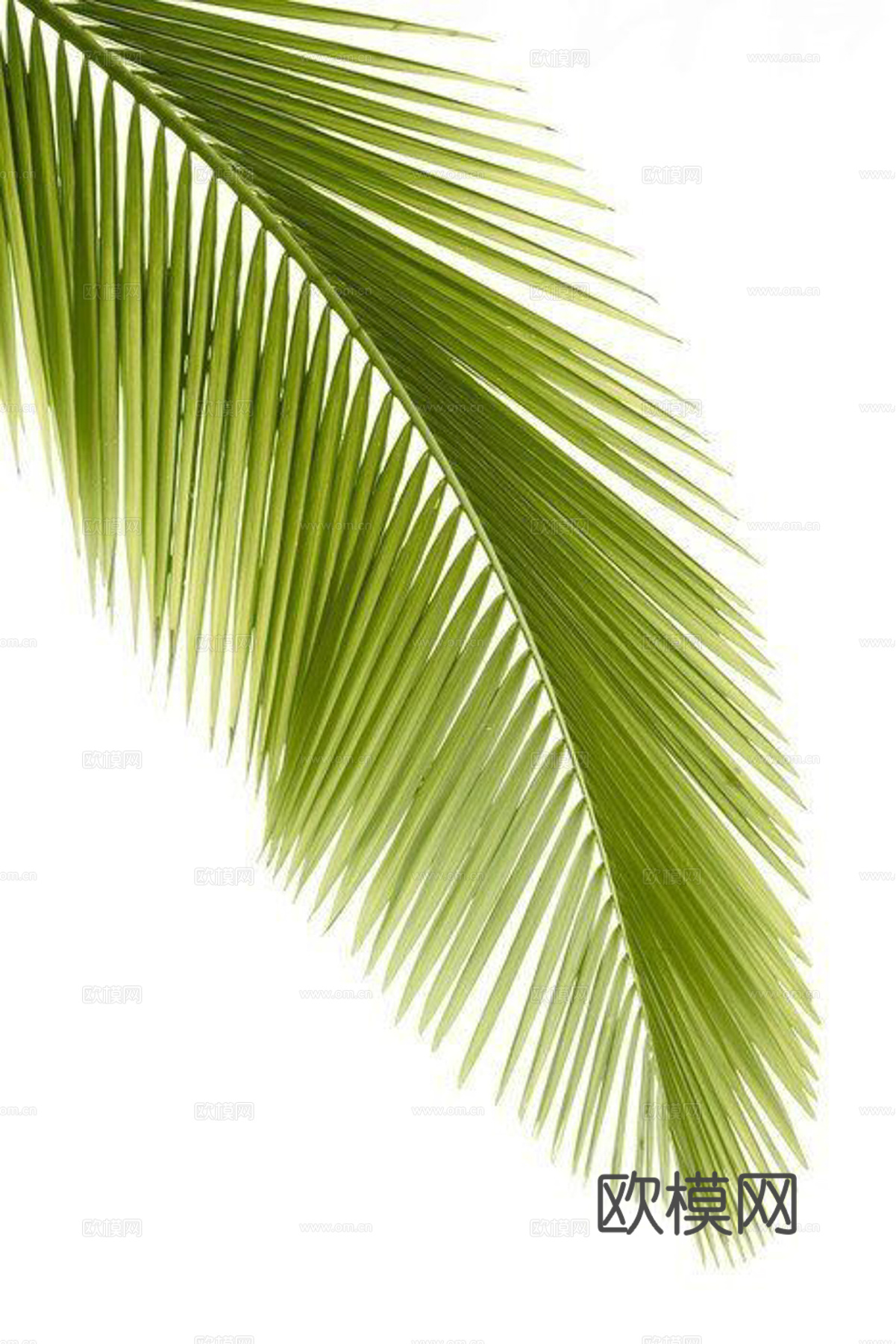 植物装饰画