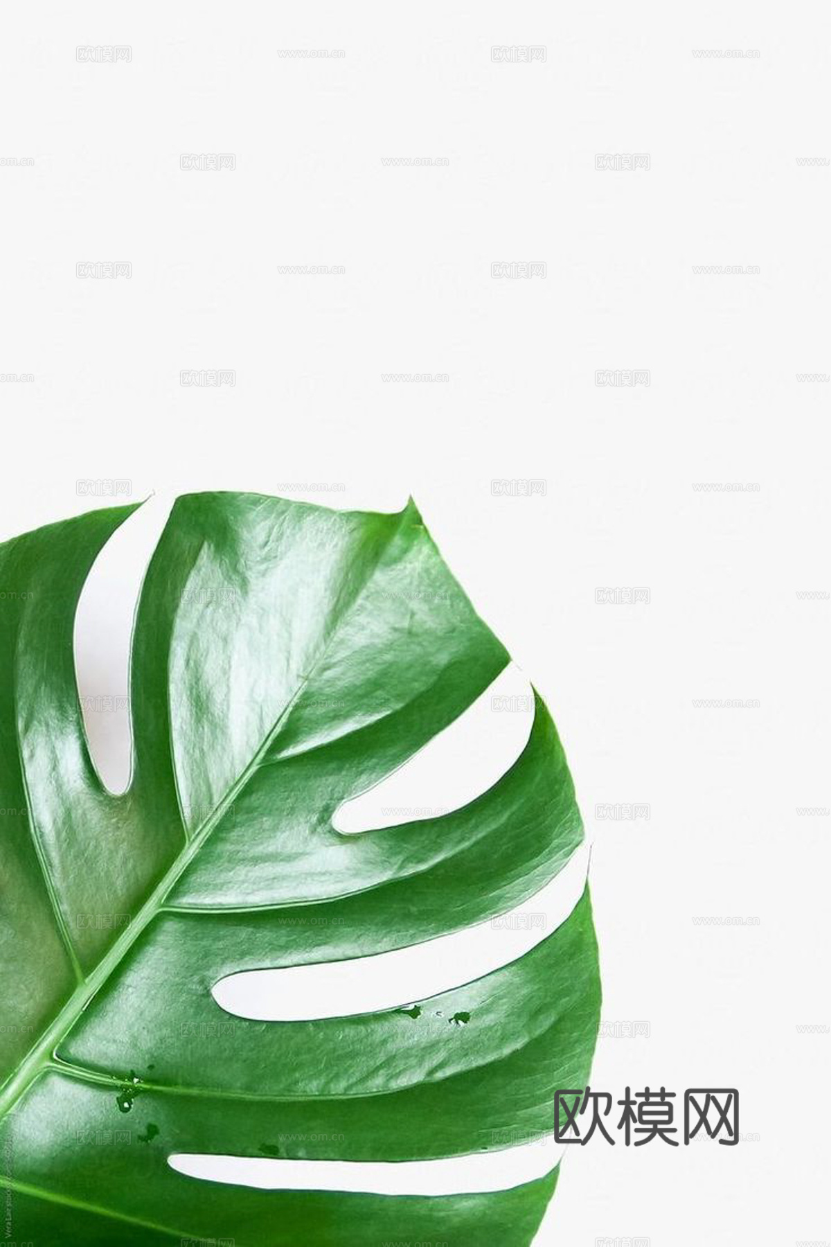 植物装饰画