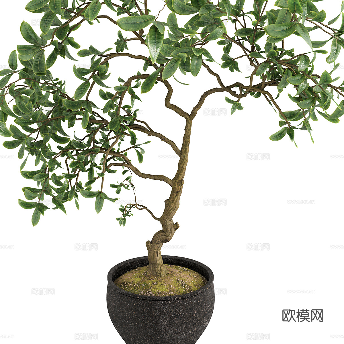 新中式侘寂绿植盆栽3d模型