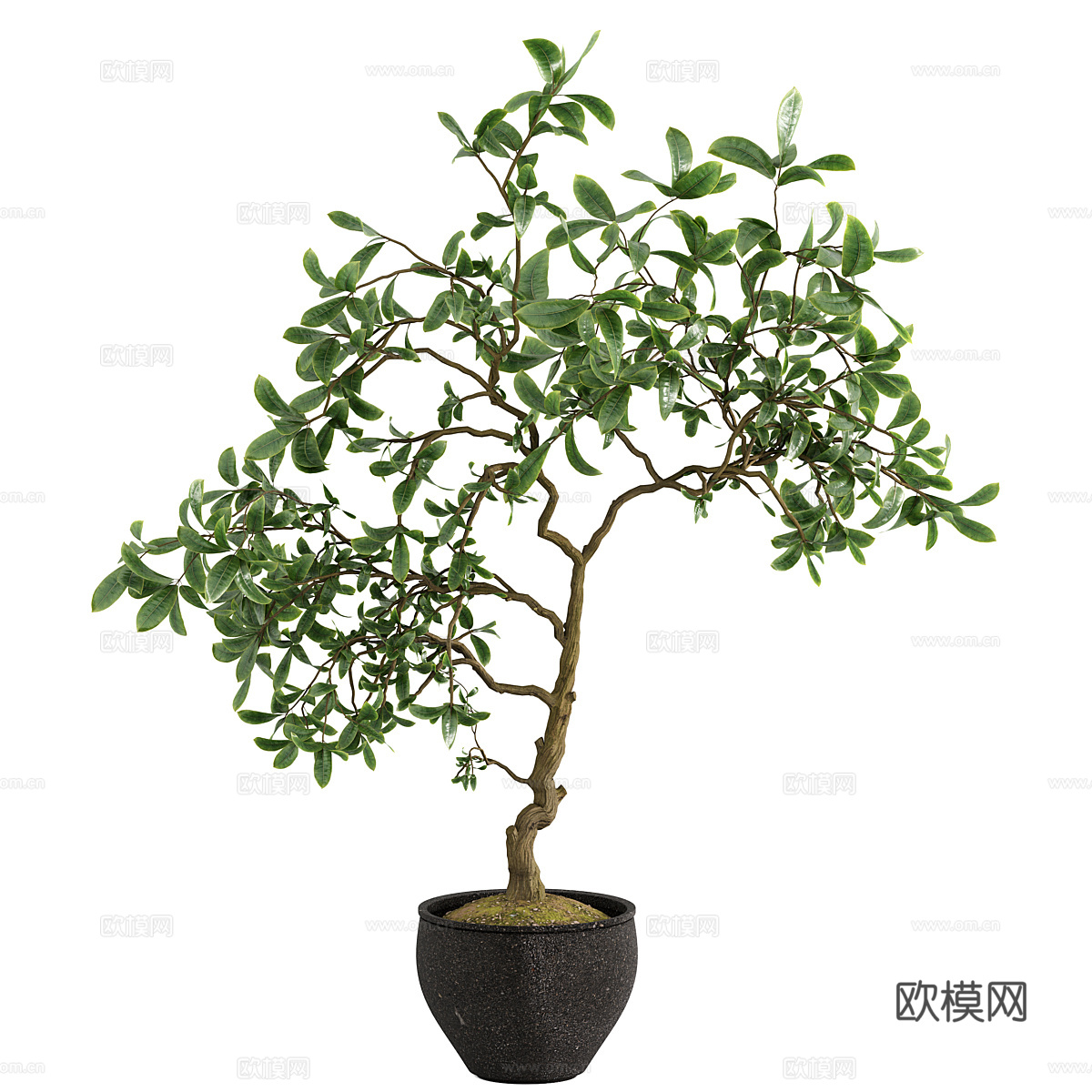 新中式侘寂绿植盆栽3d模型