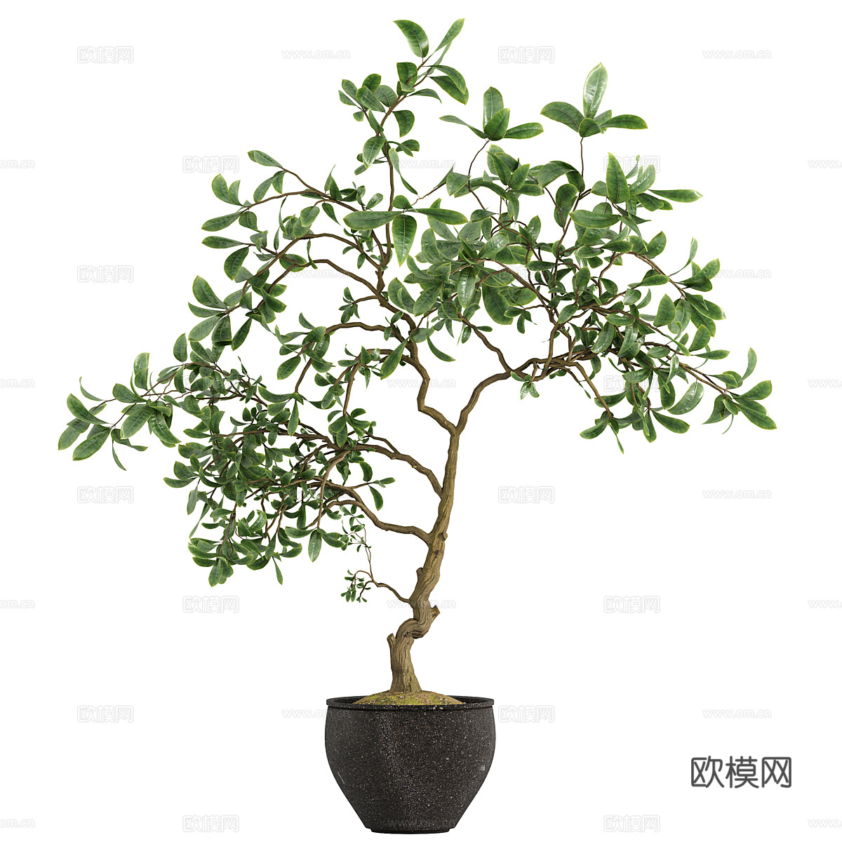 新中式侘寂绿植盆栽3d模型