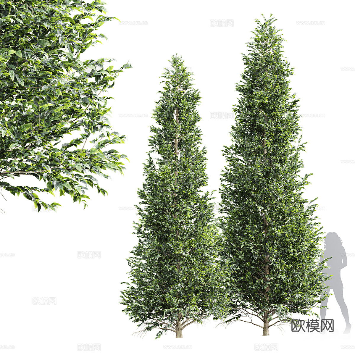 白蜡树3d模型