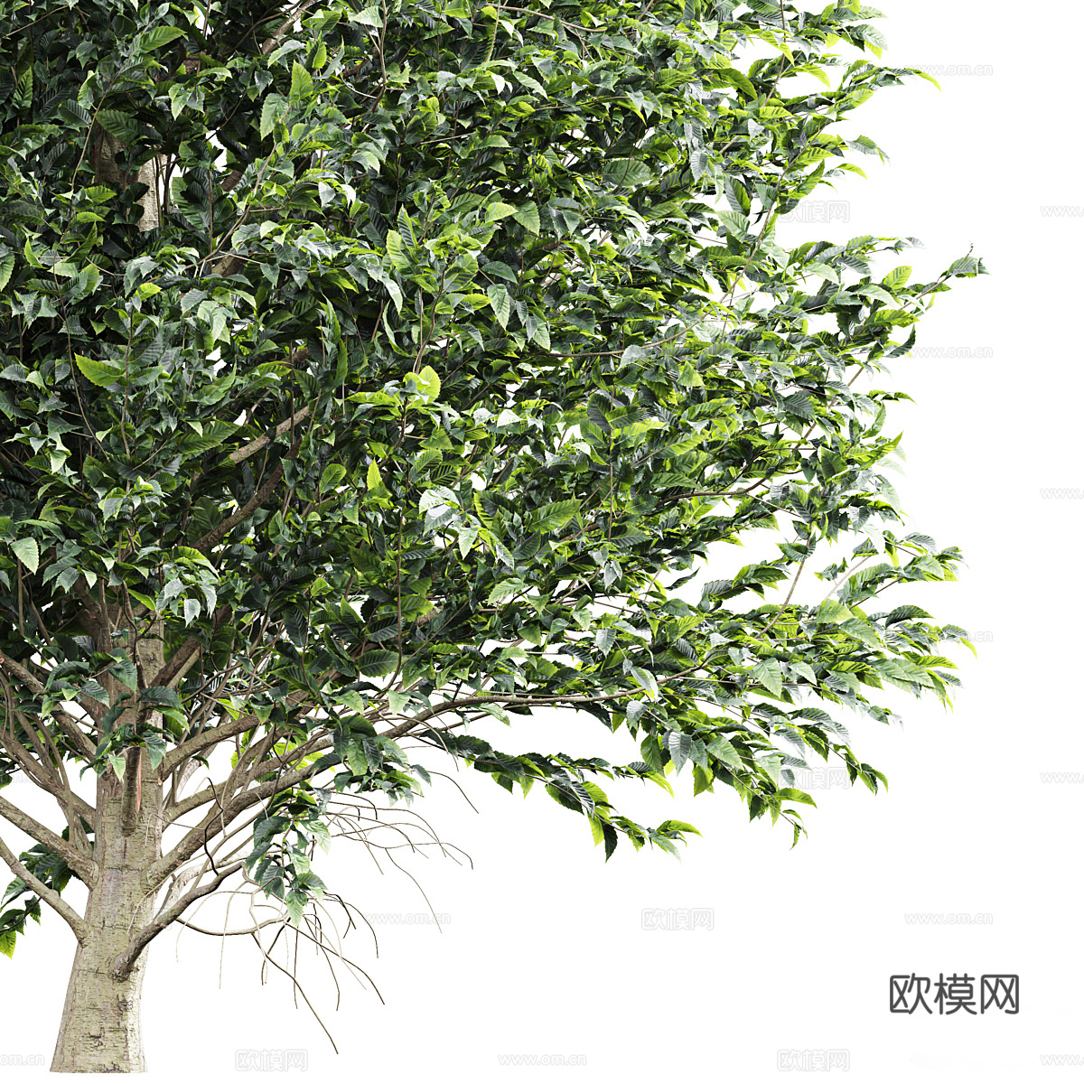 白蜡树3d模型