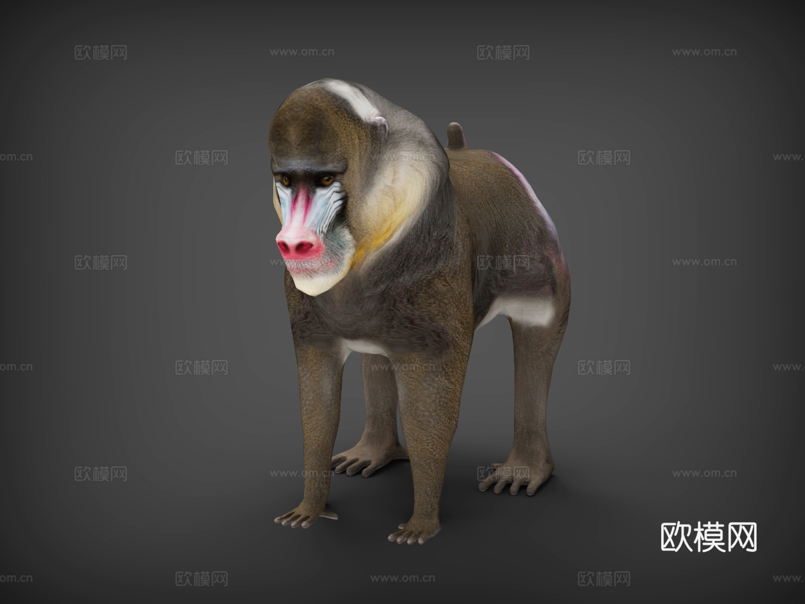 猩猩  猿  大猩猩  猴子  长臂猿3d模型