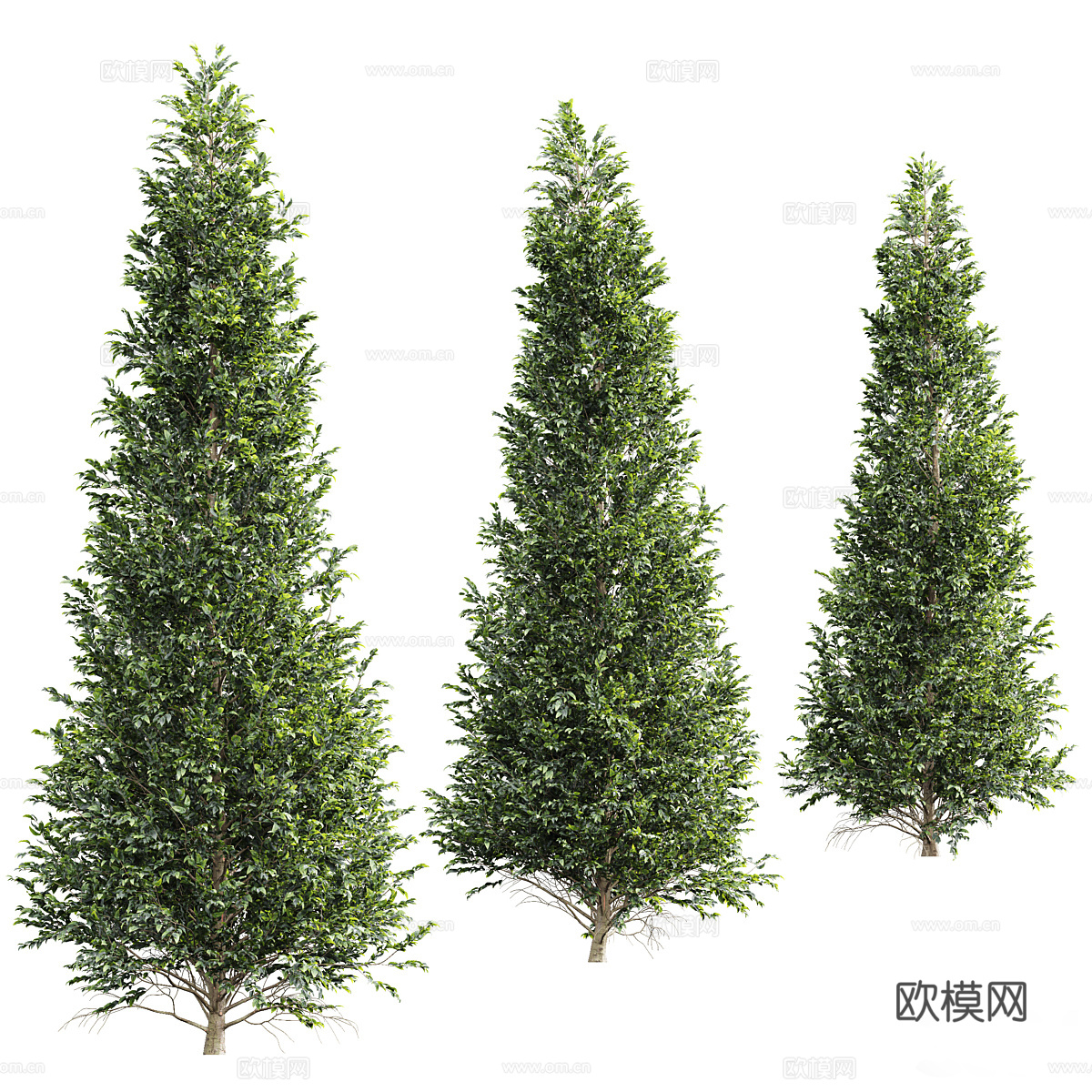 白蜡树3d模型
