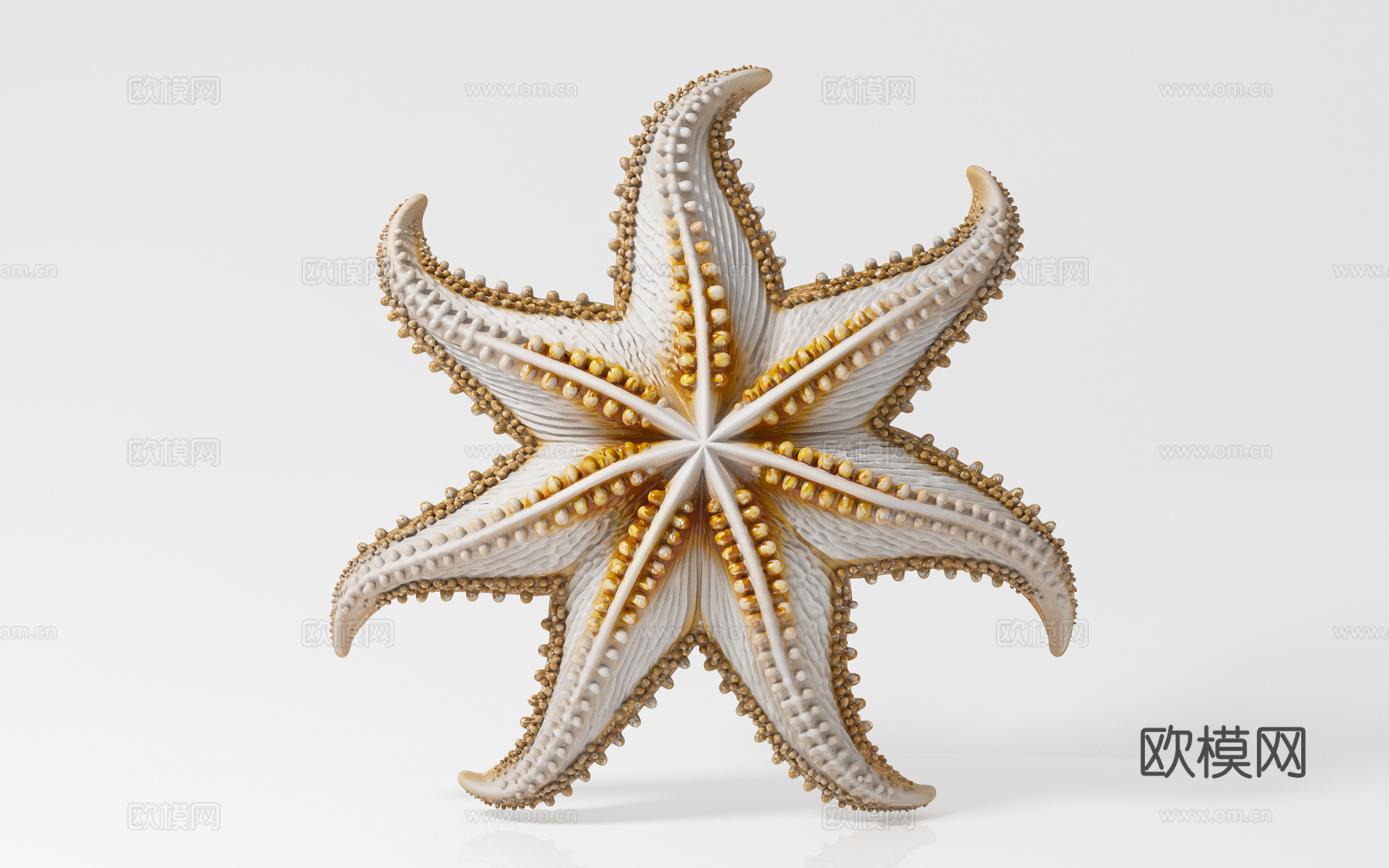 海星 海洋生物 科普教育 展示展览 标本样本 手办摆件 玩具3d模型