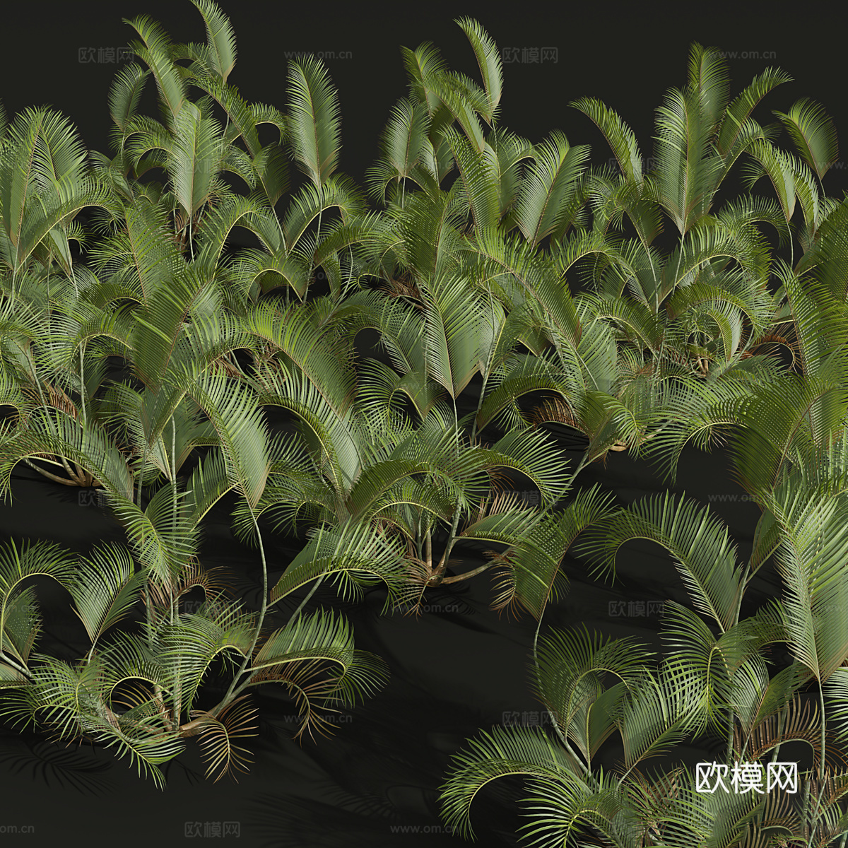 灌木3d模型