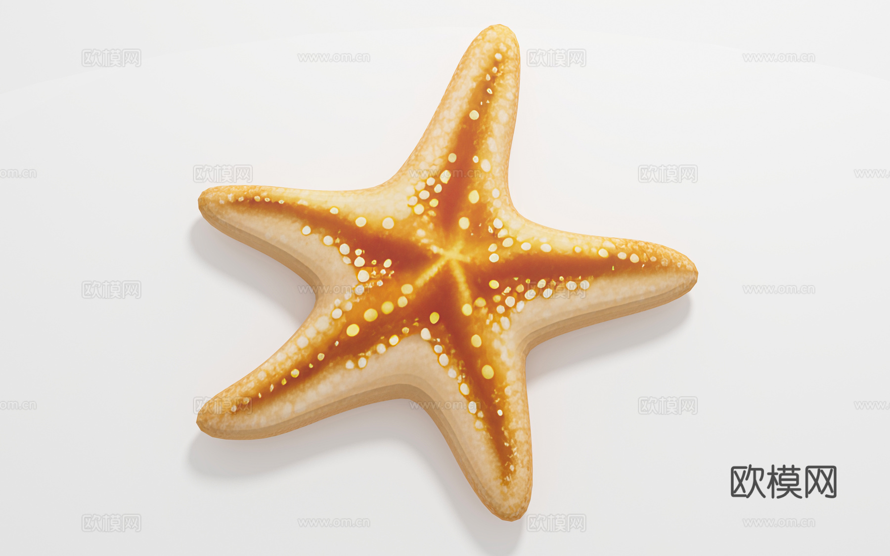 海星 海洋生物 标本样品 展览展示 科普教育 手办公仔 玩具3d模型