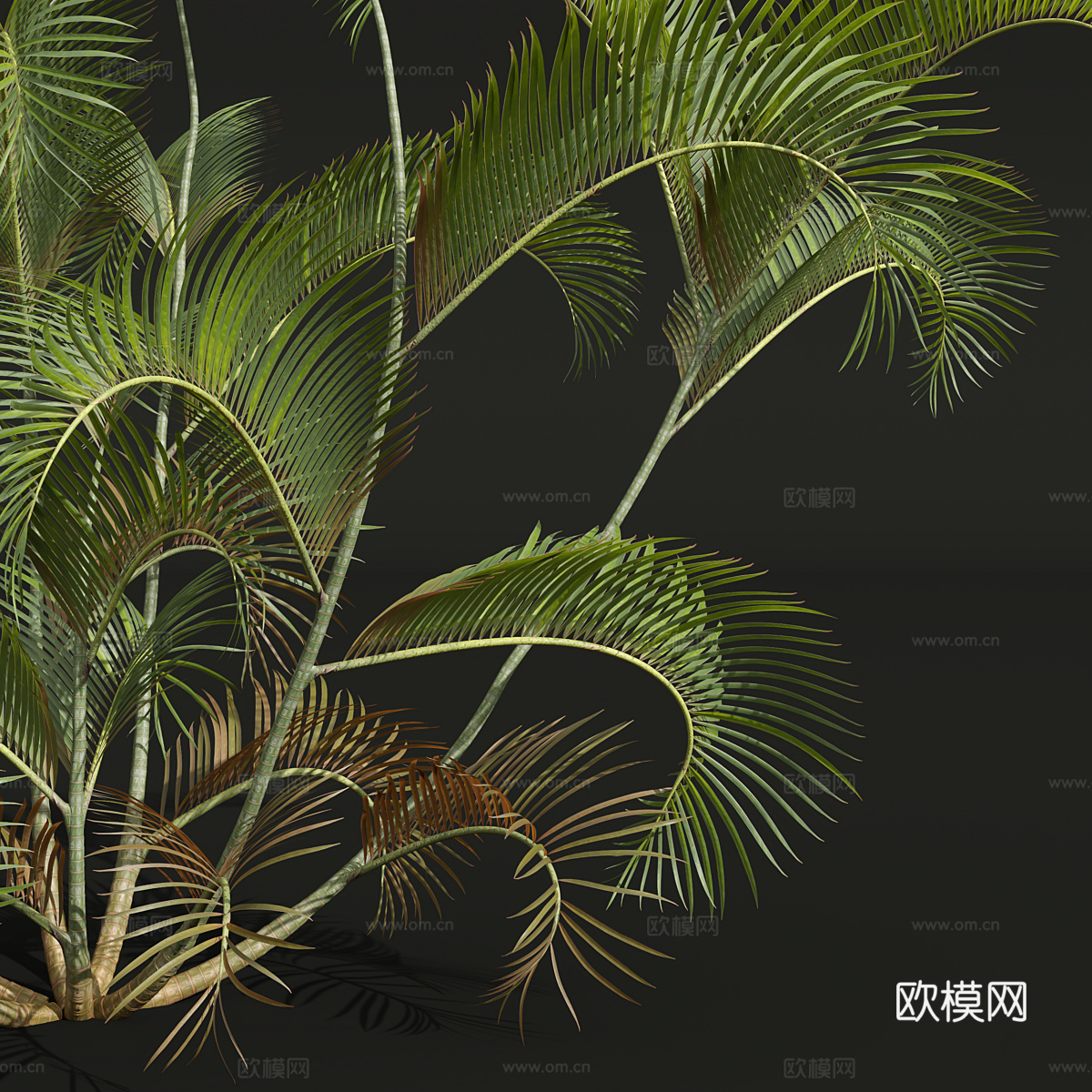 灌木3d模型