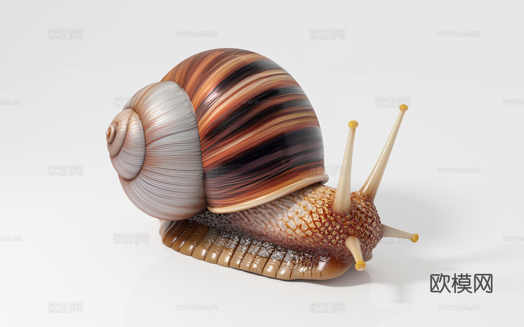 蝸牛仆累瓜牛蜒蚰 爬虫爬宠 标本样品 科普教育 展览展示 手3d模型
