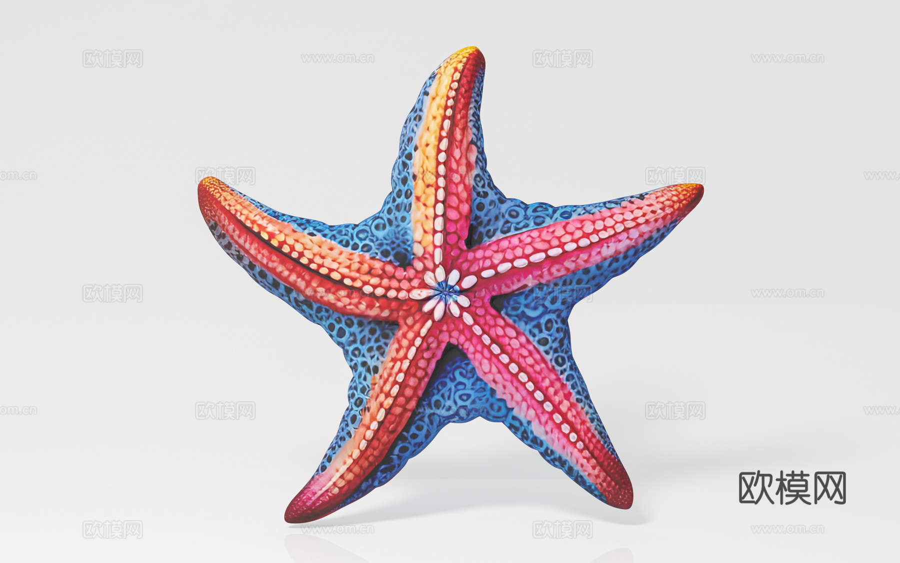 海星 海洋生物 标本样品 展览展示 科普教育 手办公仔 玩具3d模型