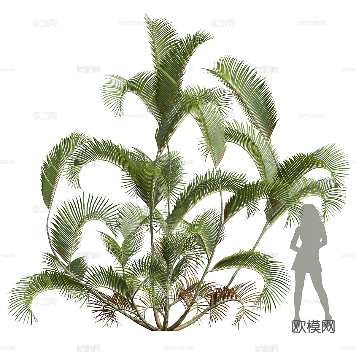 灌木3d模型