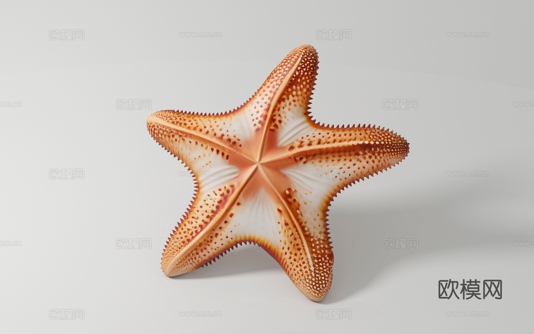 海星 海洋生物 标本样品 展览展示 科普教育 手办公仔 玩具3d模型