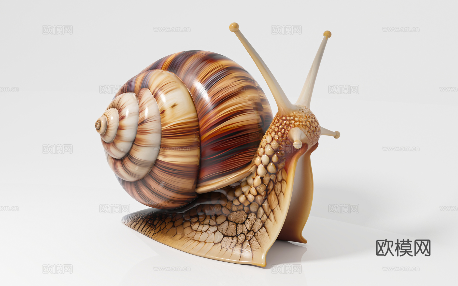 蝸牛仆累瓜牛蜒蚰 爬虫爬宠 标本样品 科普教育 展览展示 手3d模型