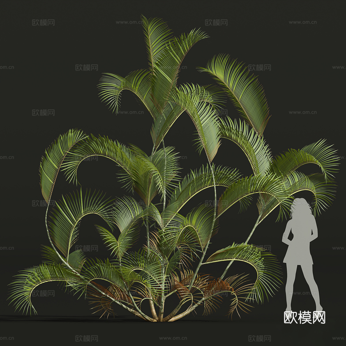 灌木3d模型