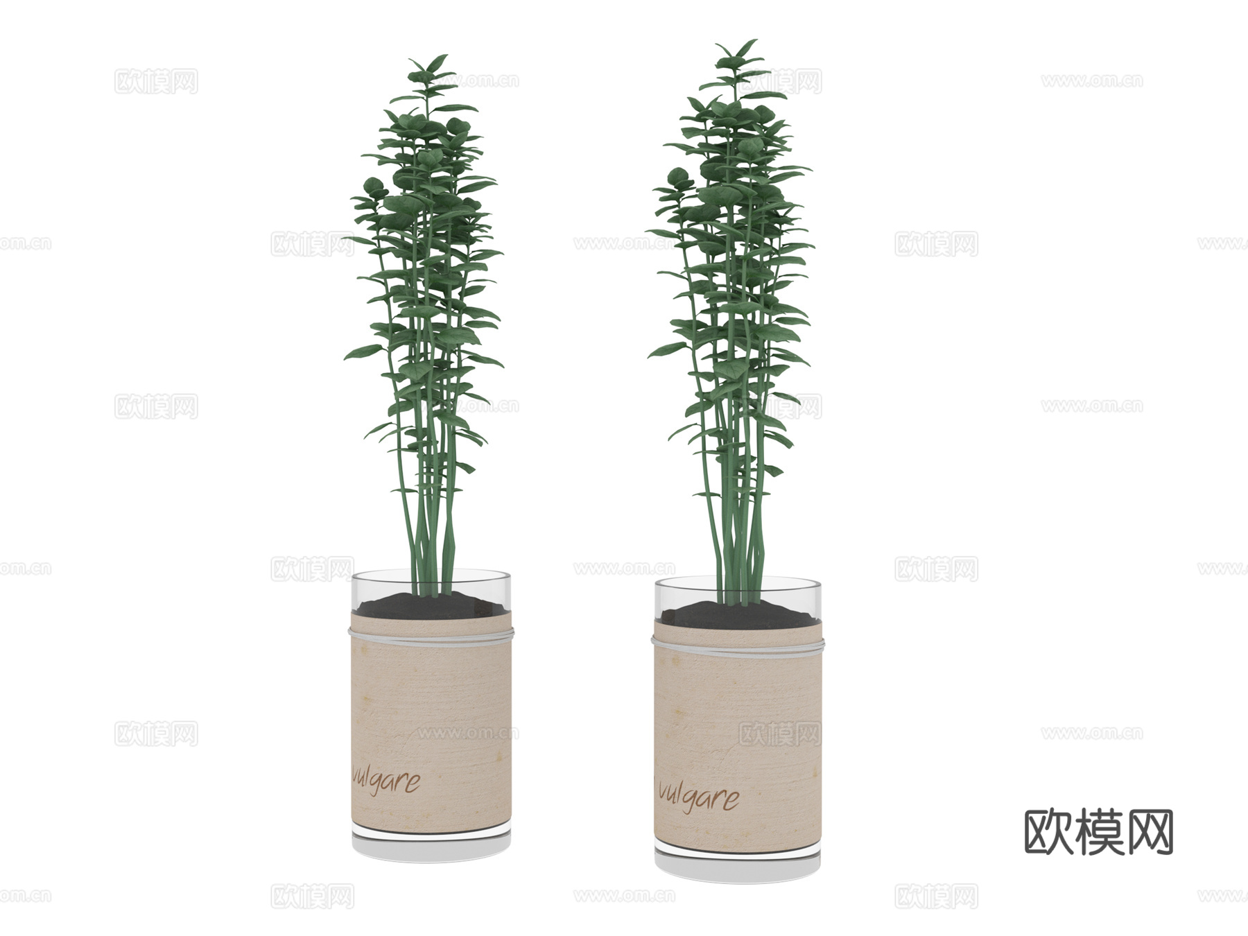 植物 盆栽树3d模型