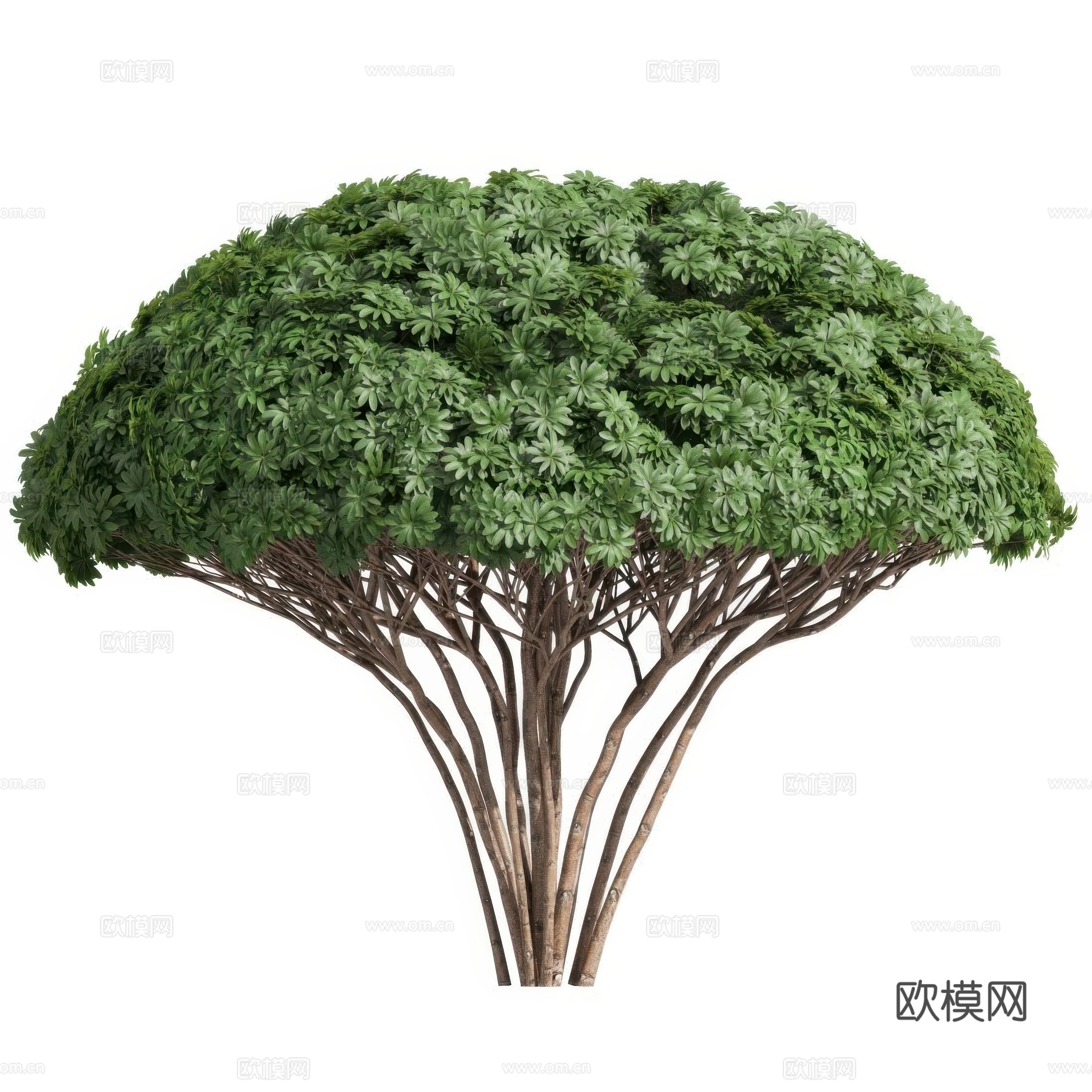 灌木 菊桑塔3d模型
