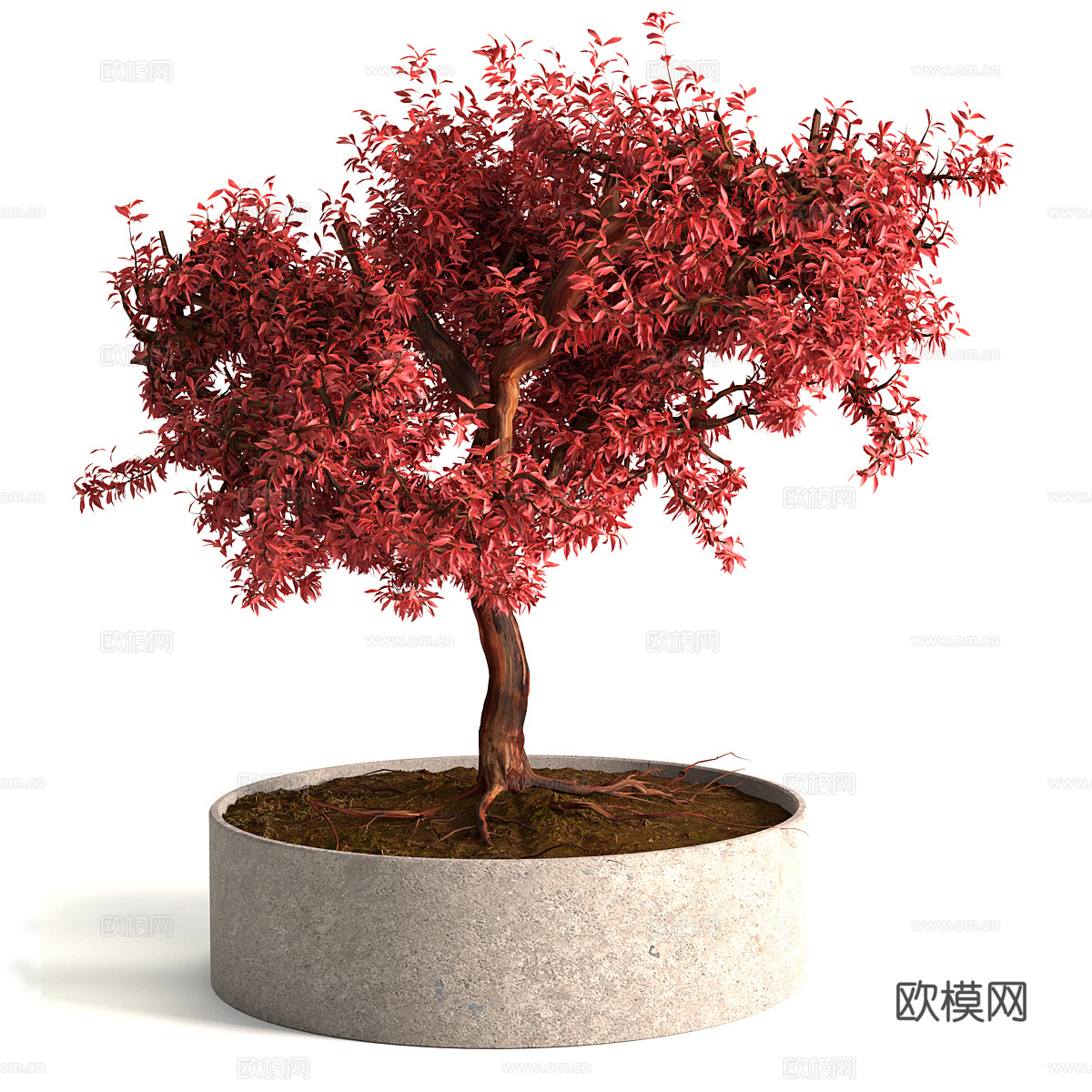 新中式红枫盆景盆栽3d模型