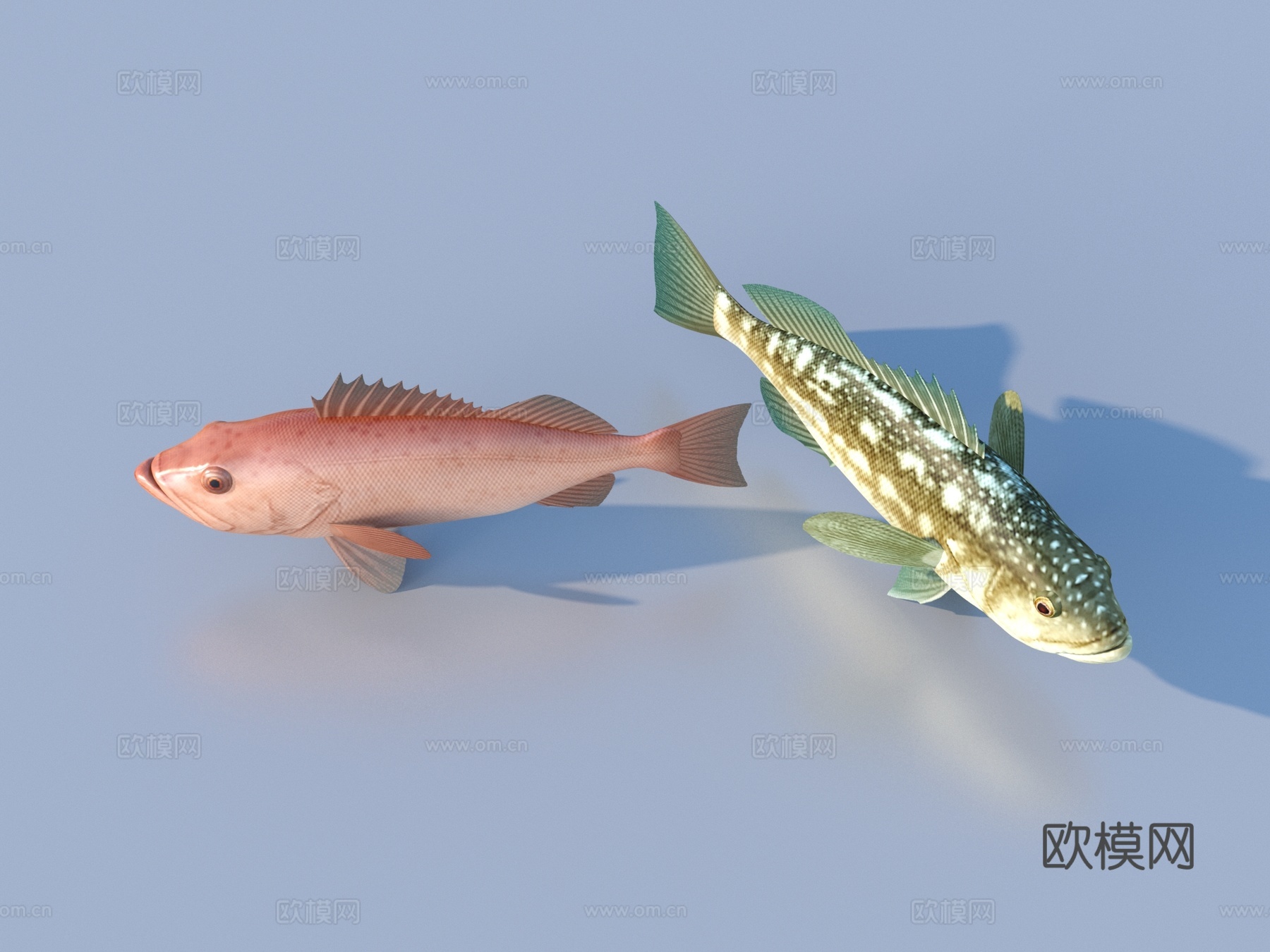 鱼 淡水鱼 水生动物3d模型