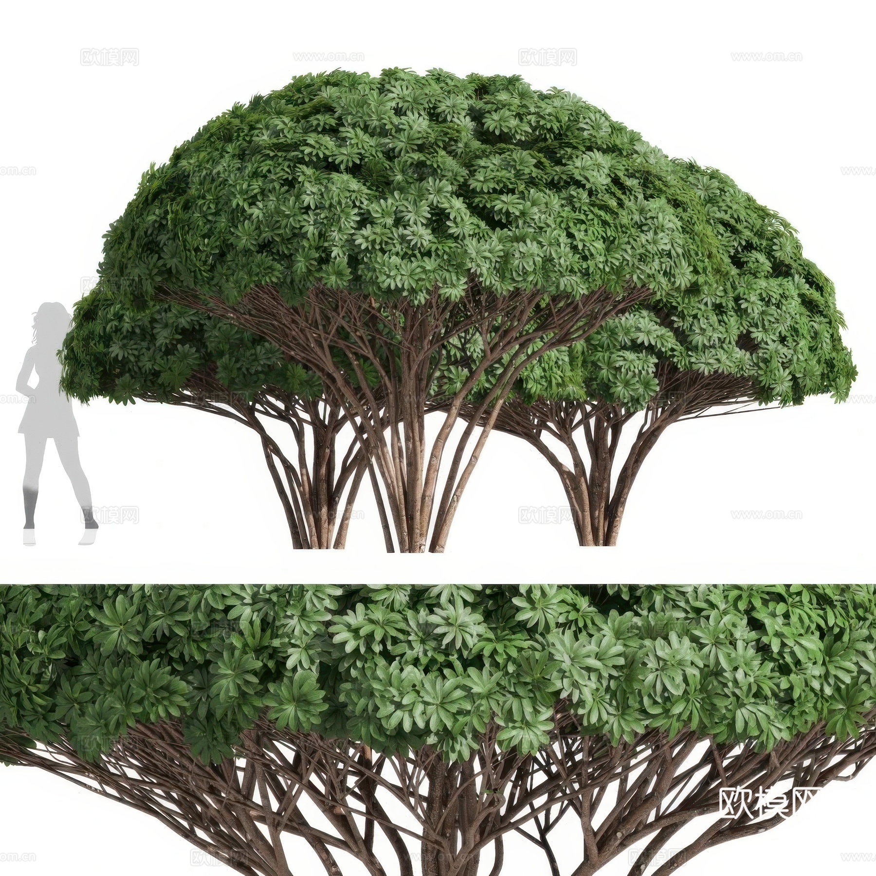 灌木 菊桑塔3d模型