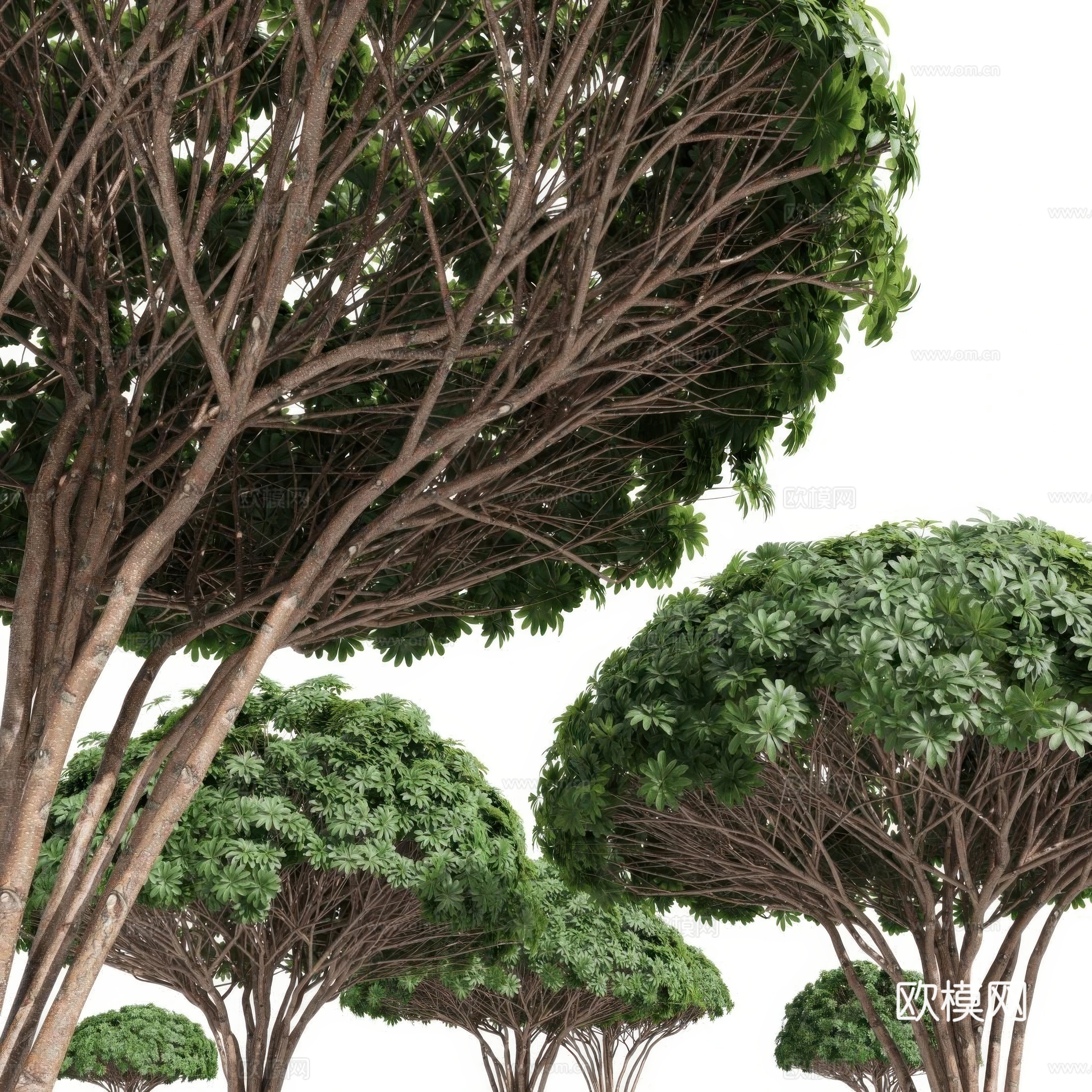灌木 菊桑塔3d模型