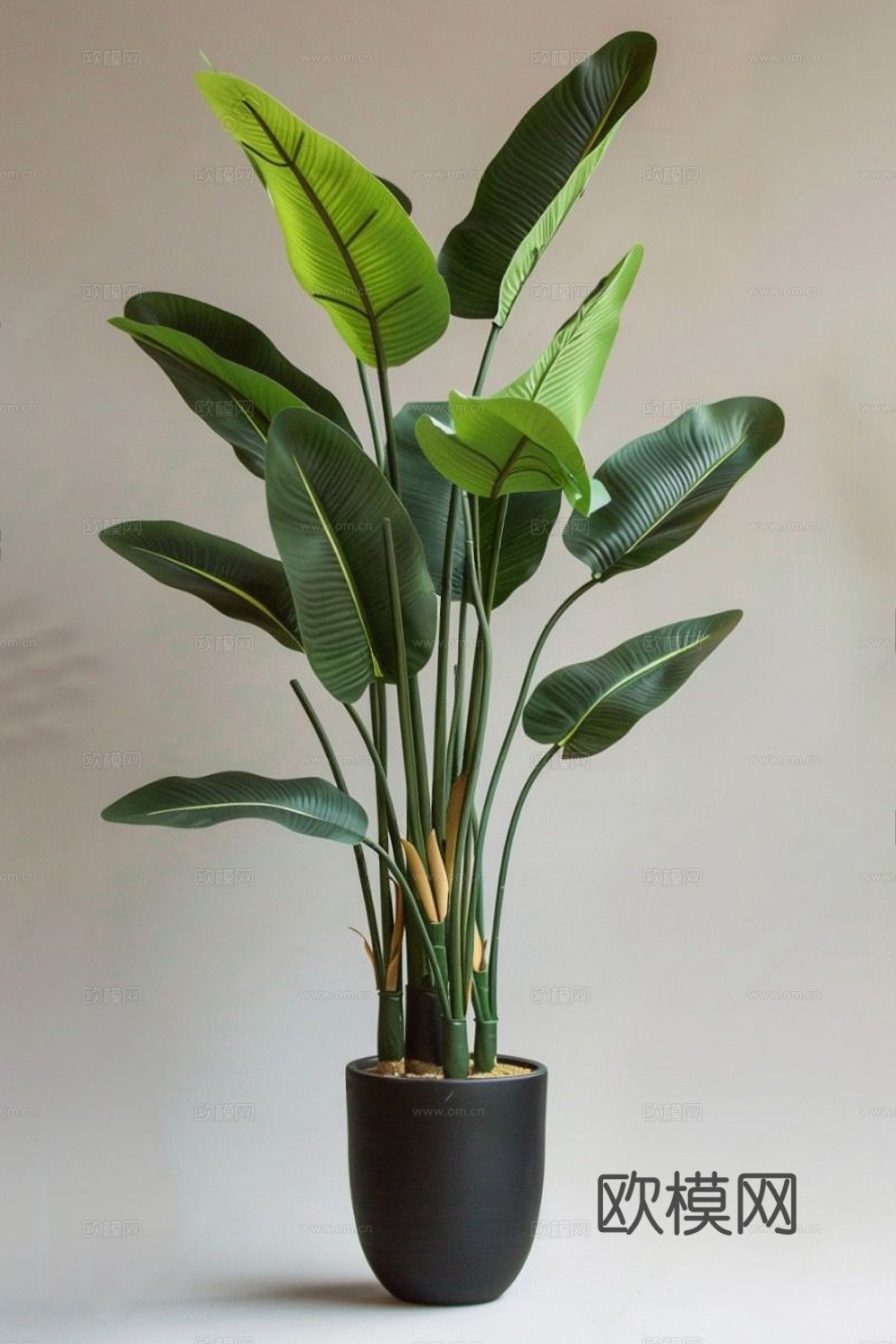 盆栽 大叶子盆栽 侘寂绿植现代绿植 热带绿植盆栽 棕榈叶 中3d模型