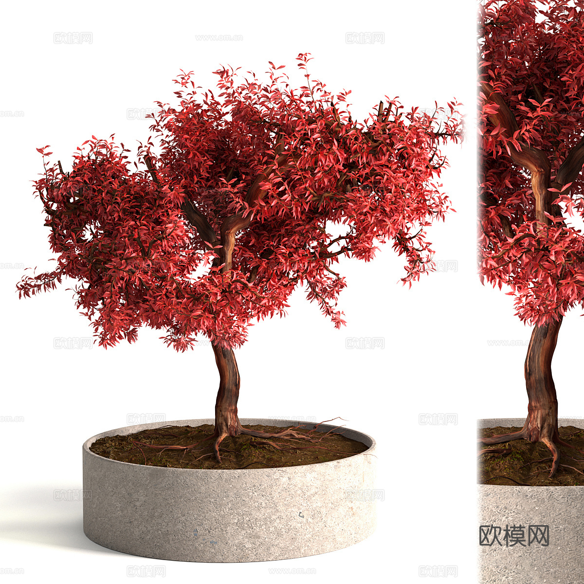 新中式红枫盆景盆栽3d模型