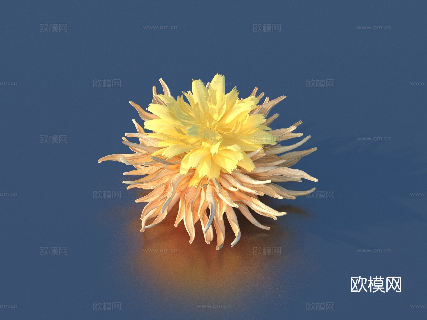 鲜花 菊花  花 野花 绿植 花朵3d模型