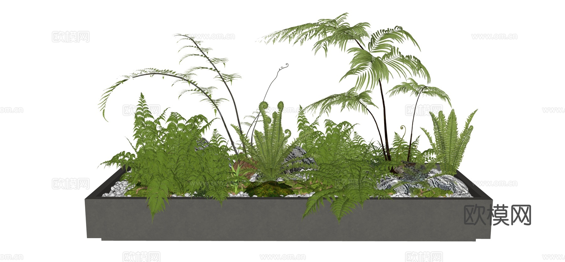 盆栽 禅意盆景 蕨类植物 庭院花园景观植物 花坛景观小品su模型