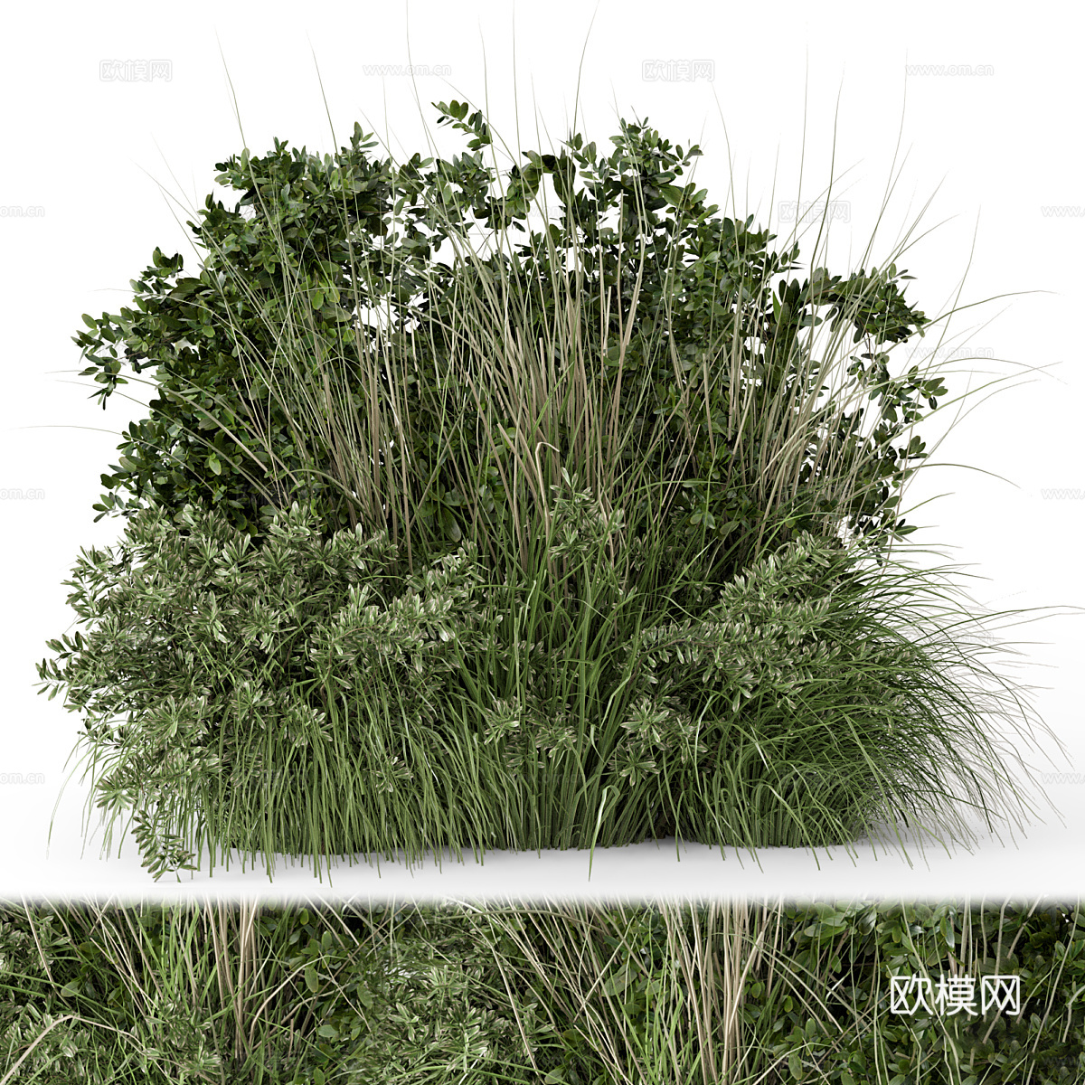 花草 灌木丛3d模型