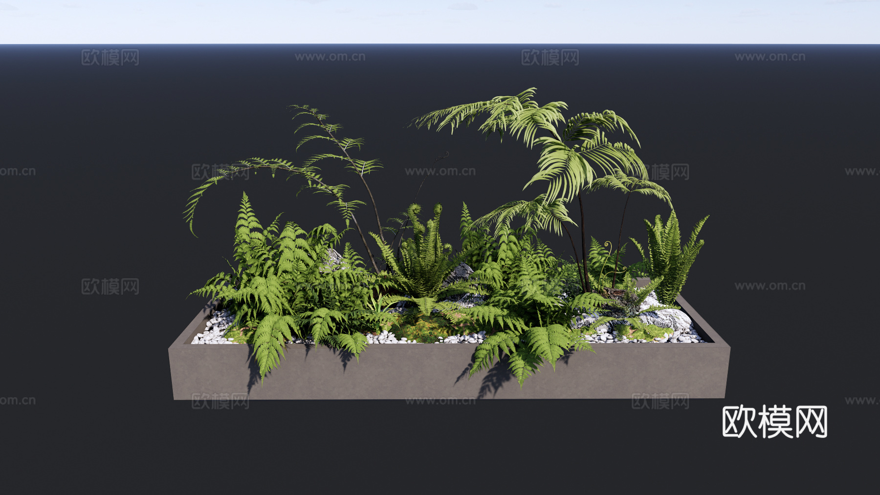 盆栽 禅意盆景 蕨类植物 庭院花园景观植物 花坛景观小品su模型