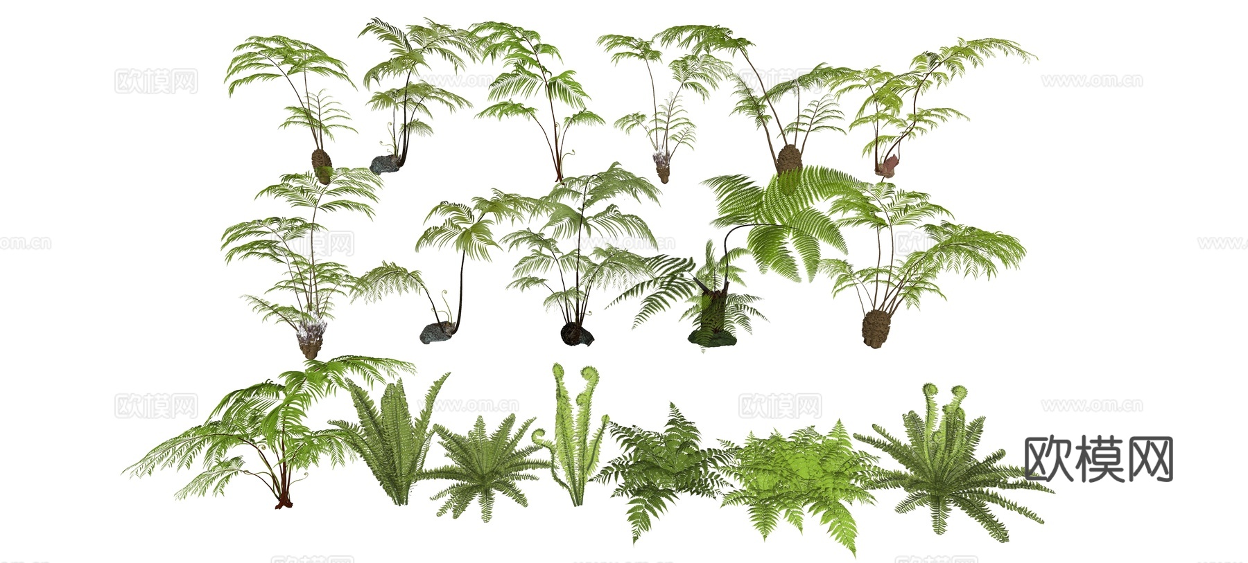 蕨类植物组合su模型