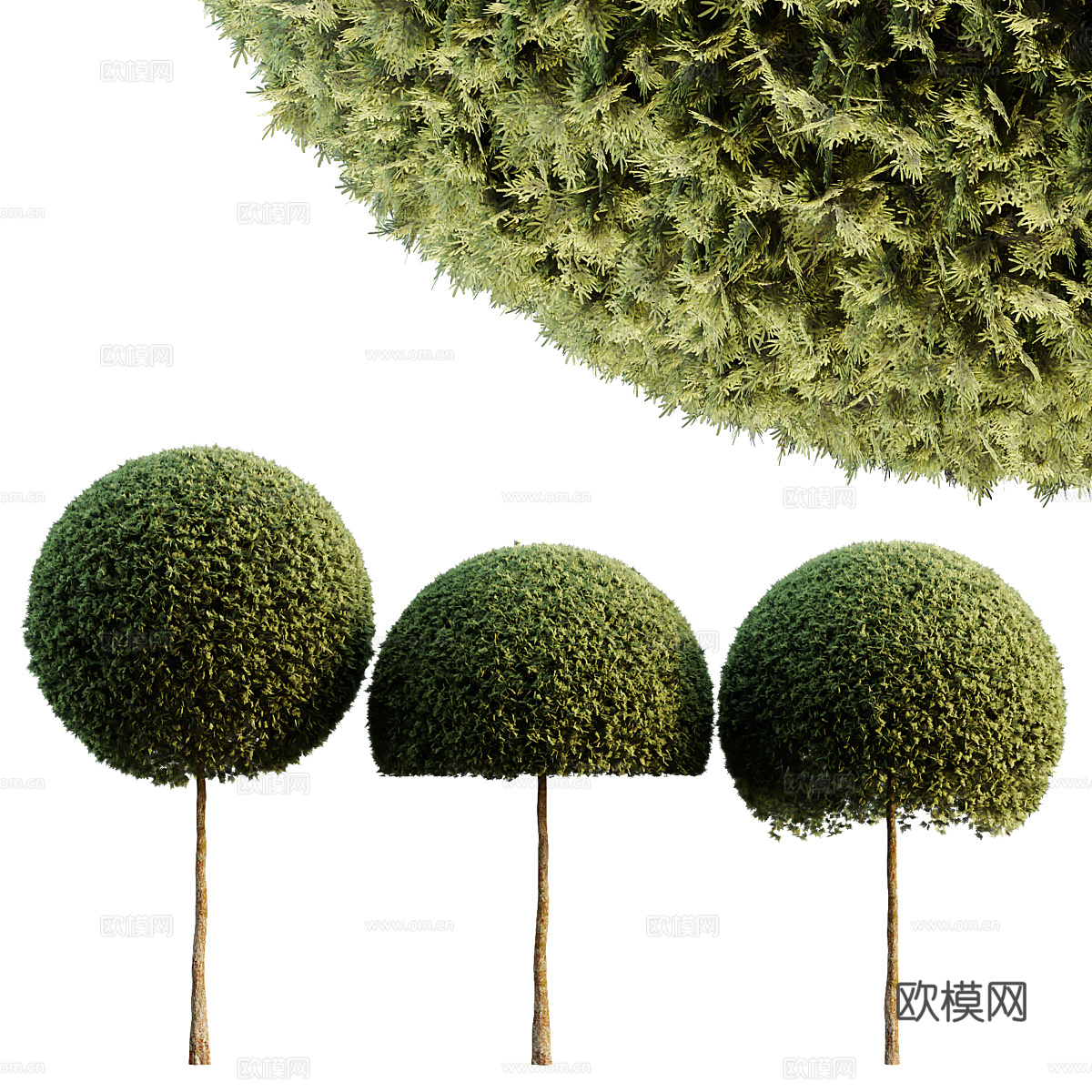 景观树 球形树3d模型