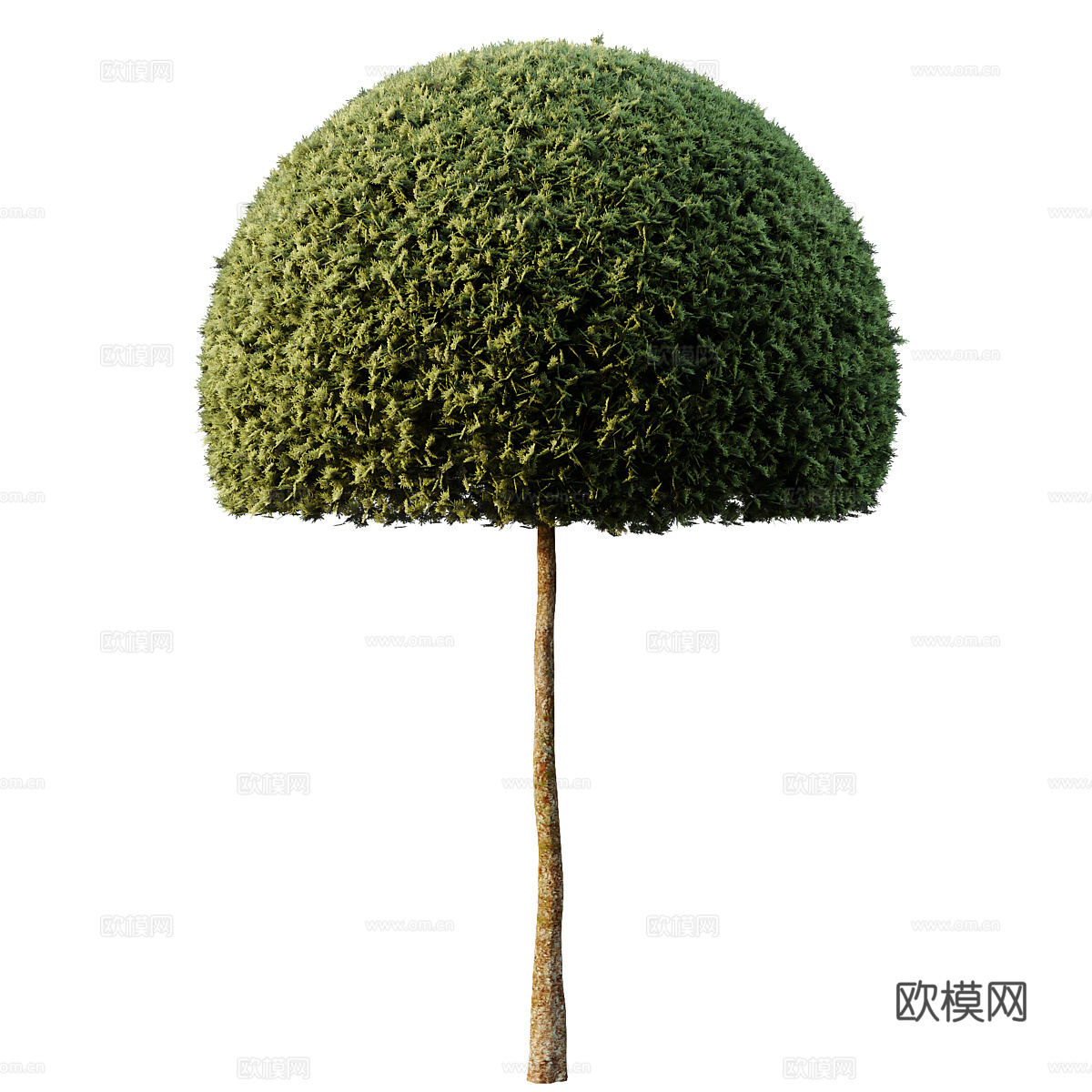 景观树 球形树3d模型
