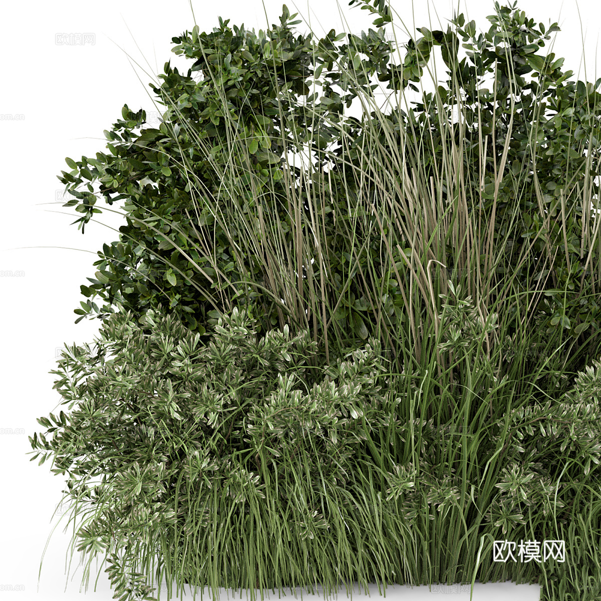 花草 灌木丛3d模型