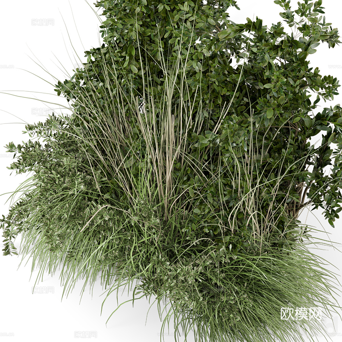 花草 灌木丛3d模型