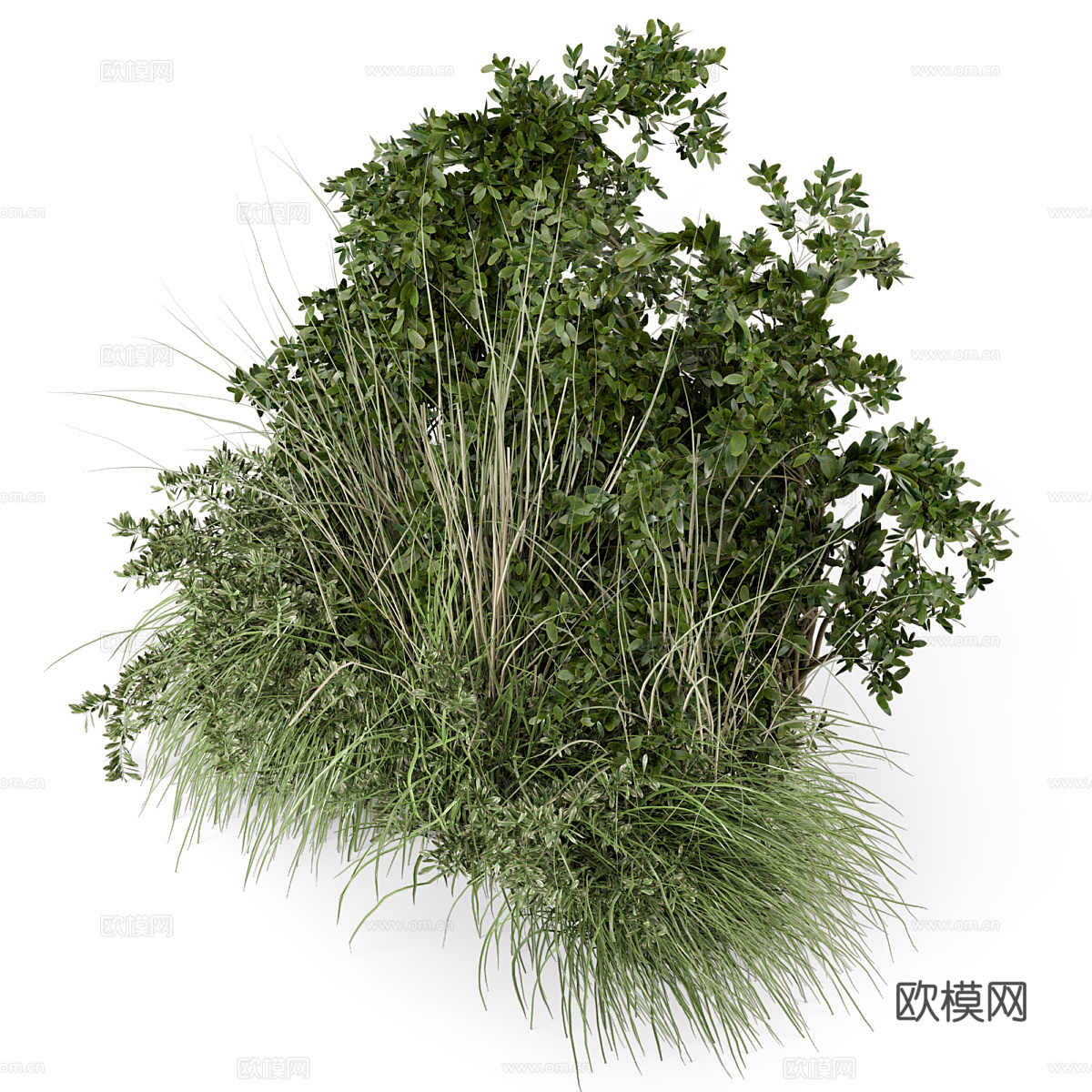 花草 灌木丛3d模型