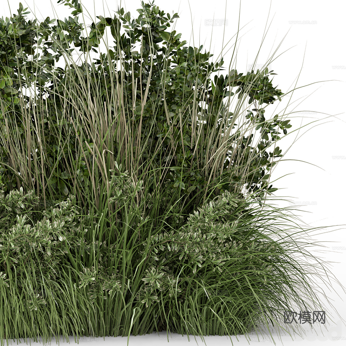 花草 灌木丛3d模型