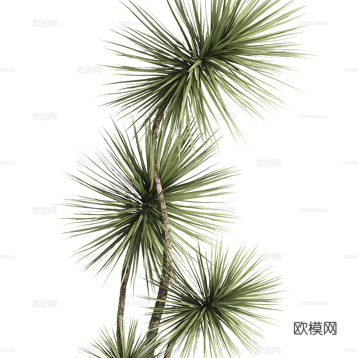 新中式松树盆栽3d模型