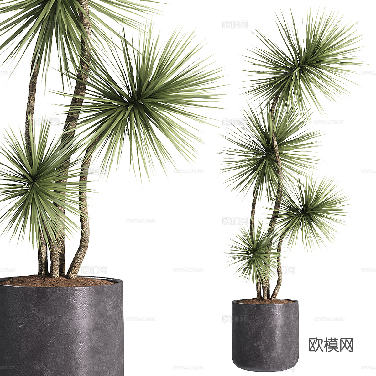 新中式松树盆栽3d模型