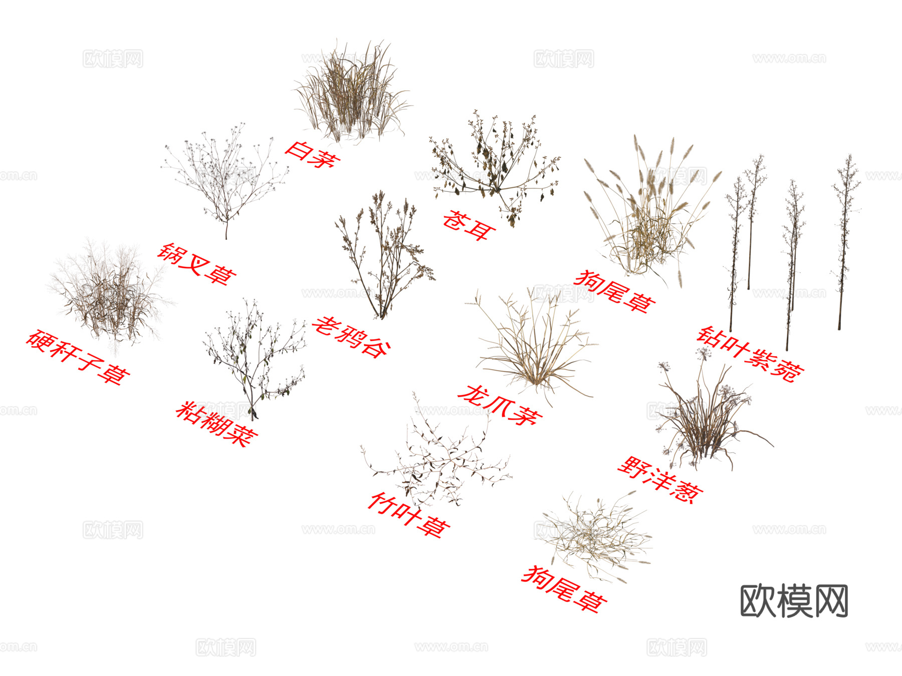 灌木花草 植物类 白茅  苍耳 狗尾草 锅叉草 老鸦谷