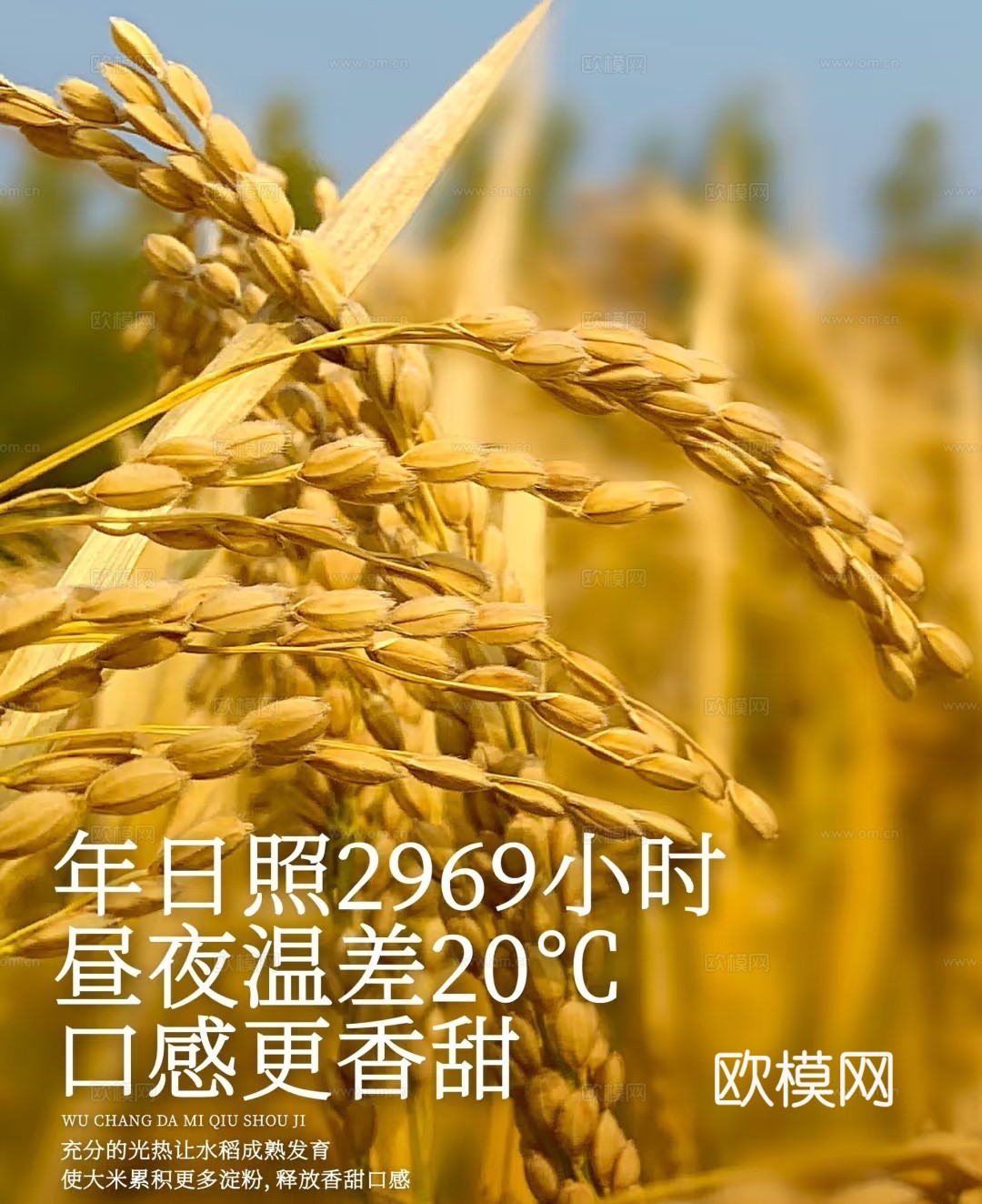 水稻大米餐饮海报