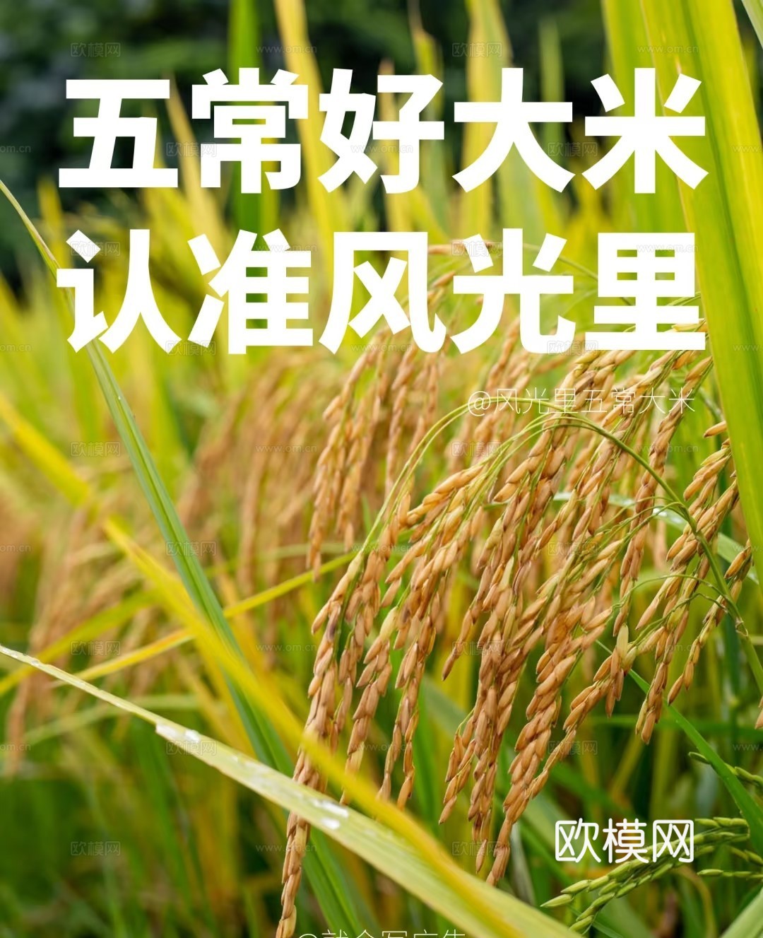 水稻大米餐饮海报