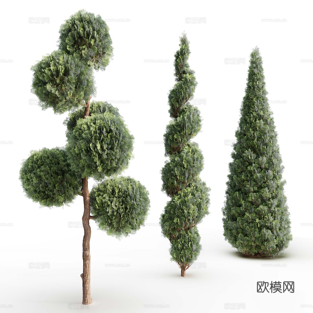 侧柏树3d模型