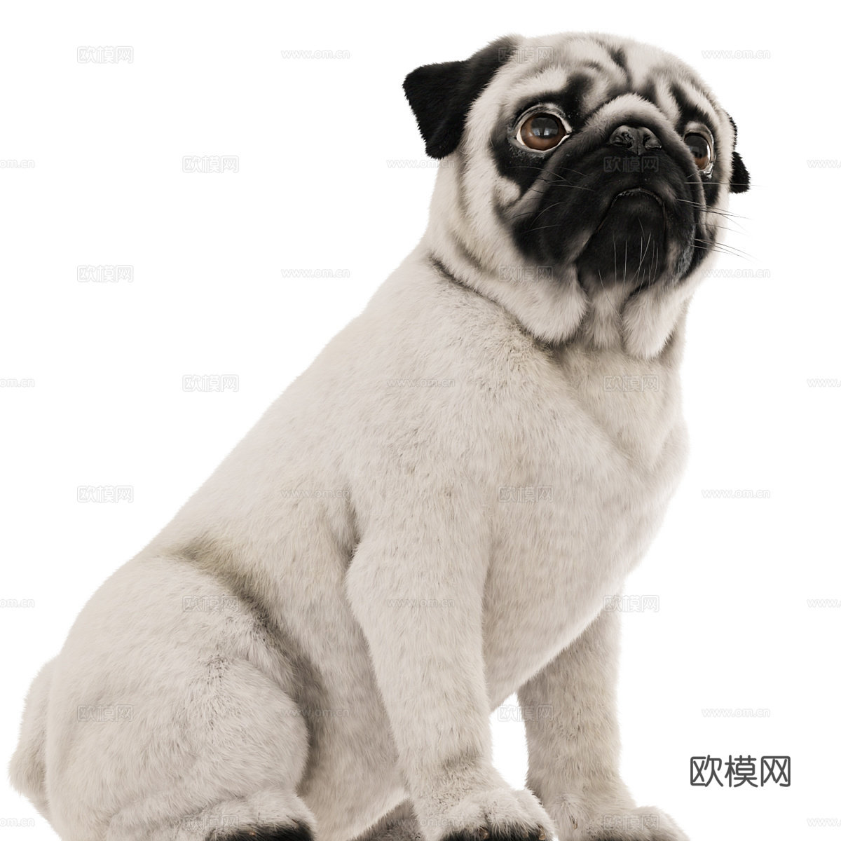 宠物狗 哈巴狗3d模型