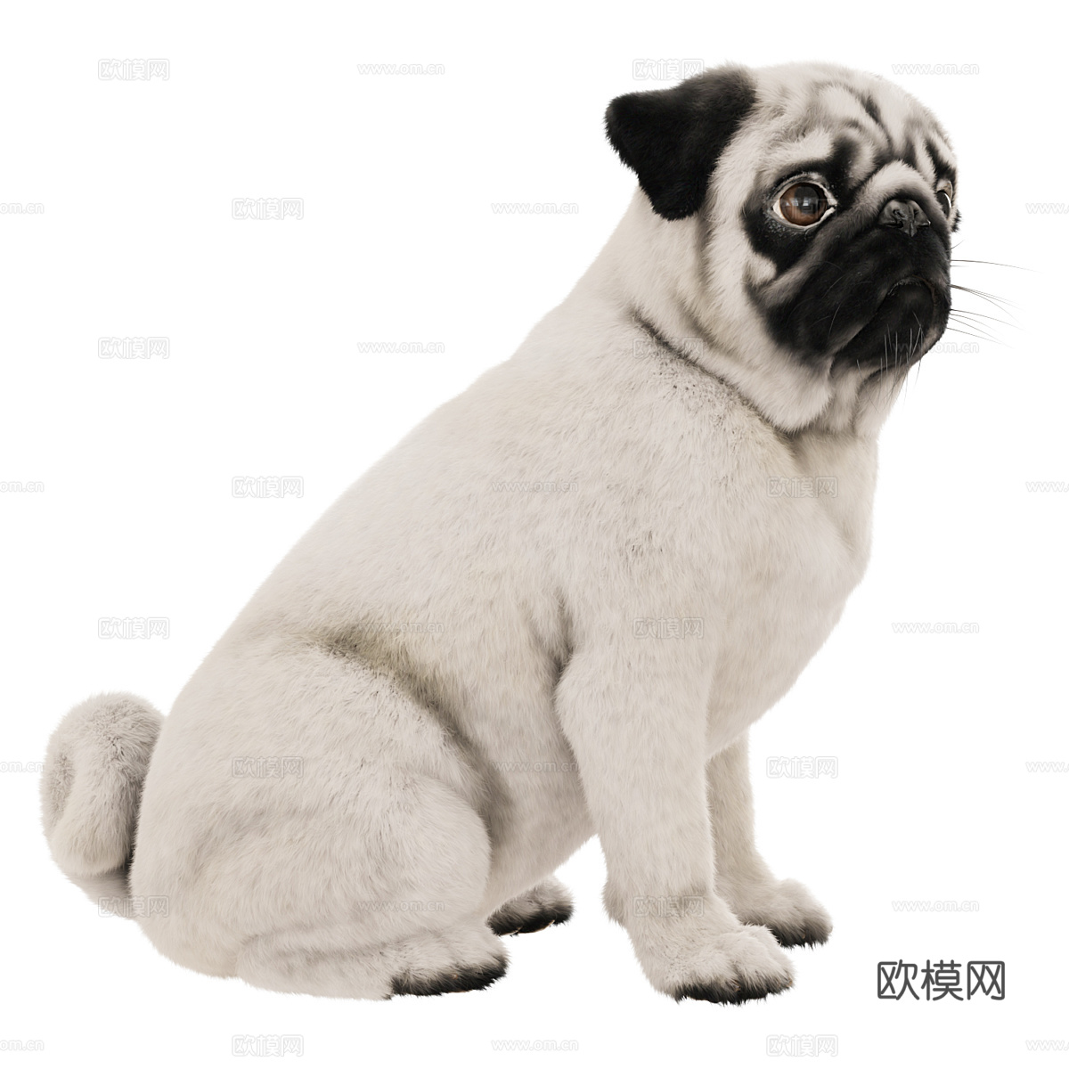 宠物狗 哈巴狗3d模型